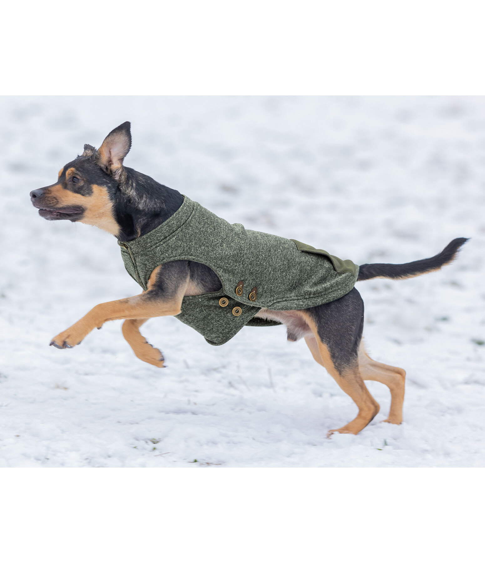 Pull-over pour chien  Seb