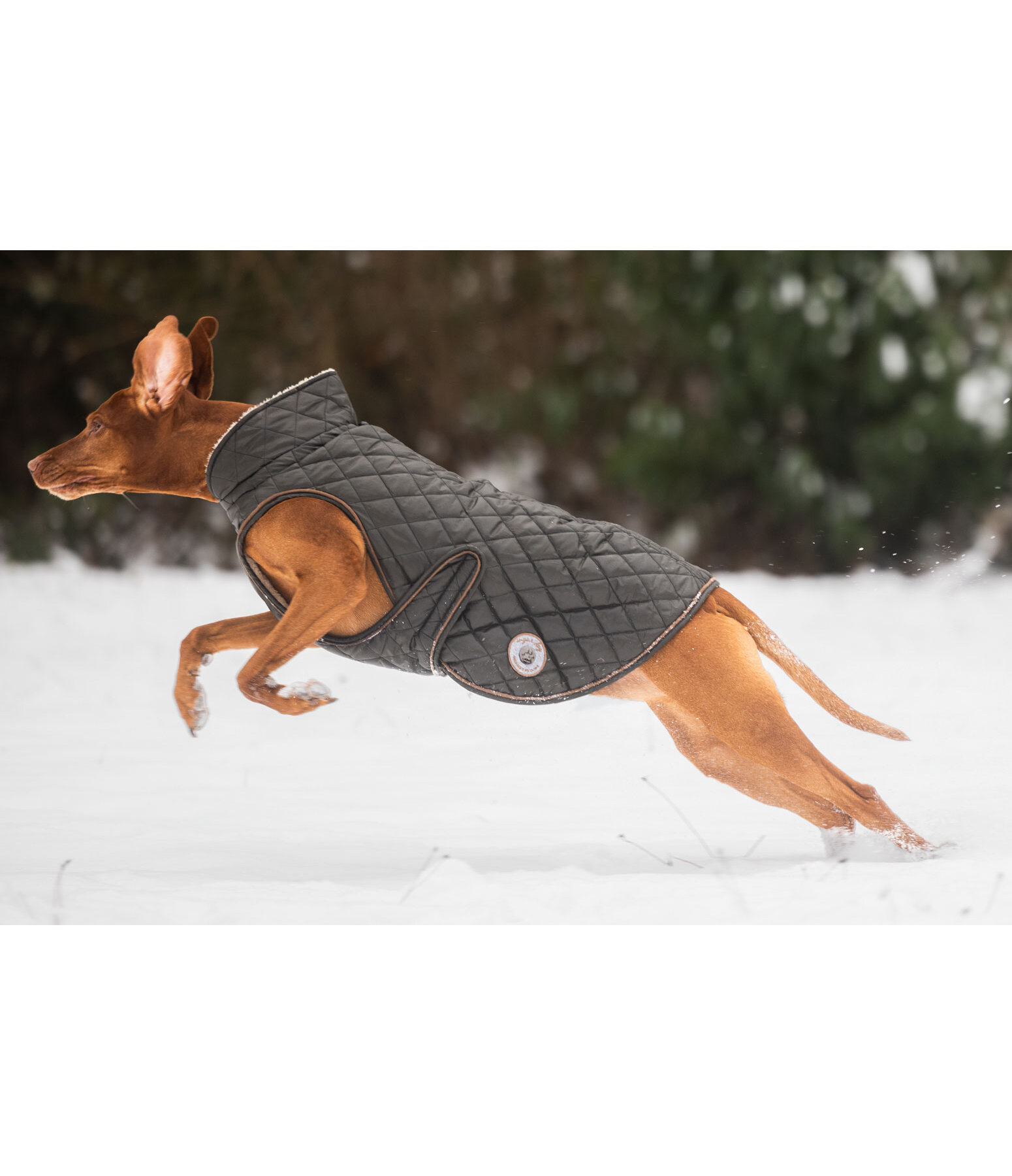 Manteau avec doublure en polaire Teddy pour chien  Archie, 160 g