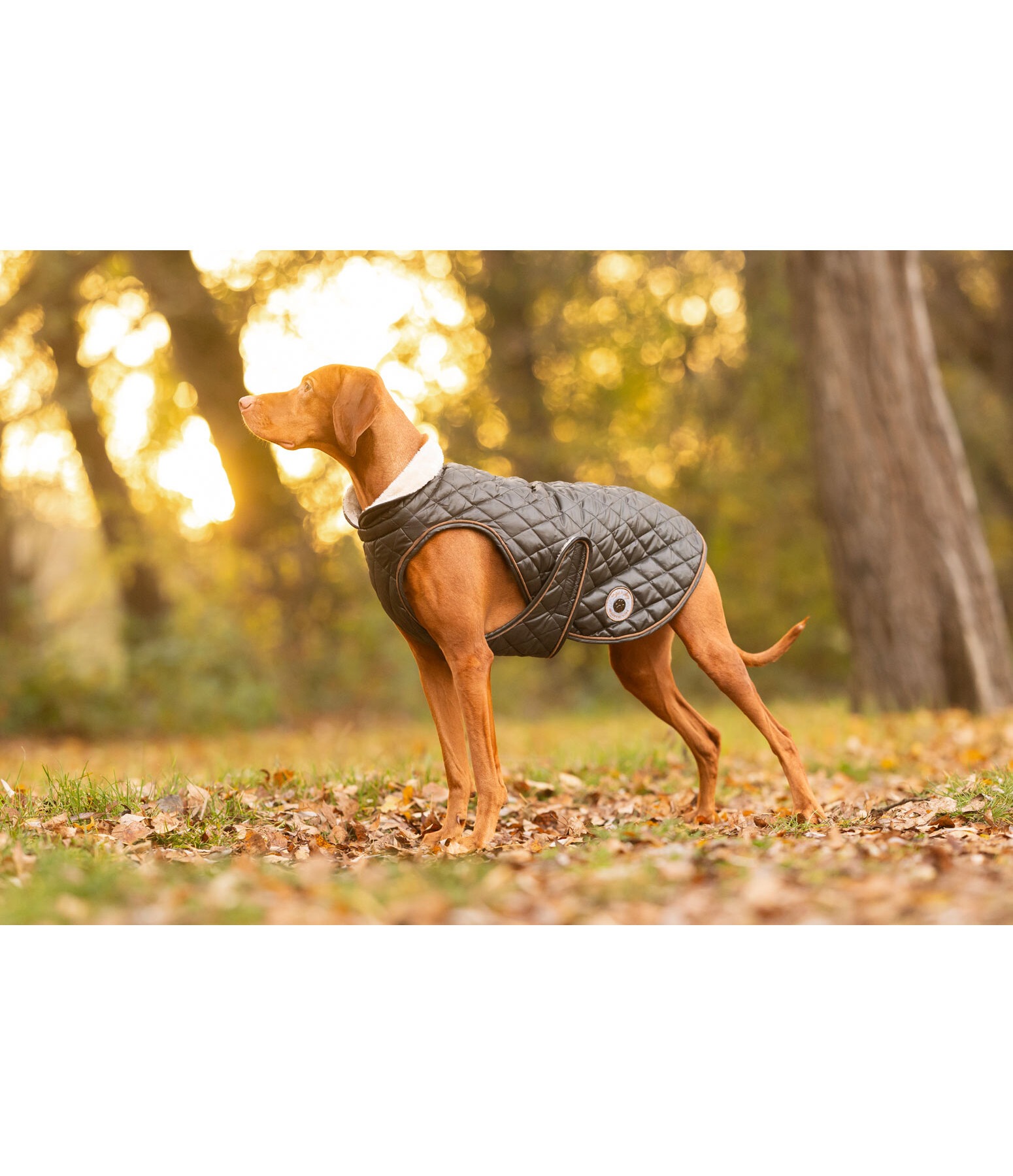 Manteau avec doublure en polaire Teddy pour chien  Archie, 160 g
