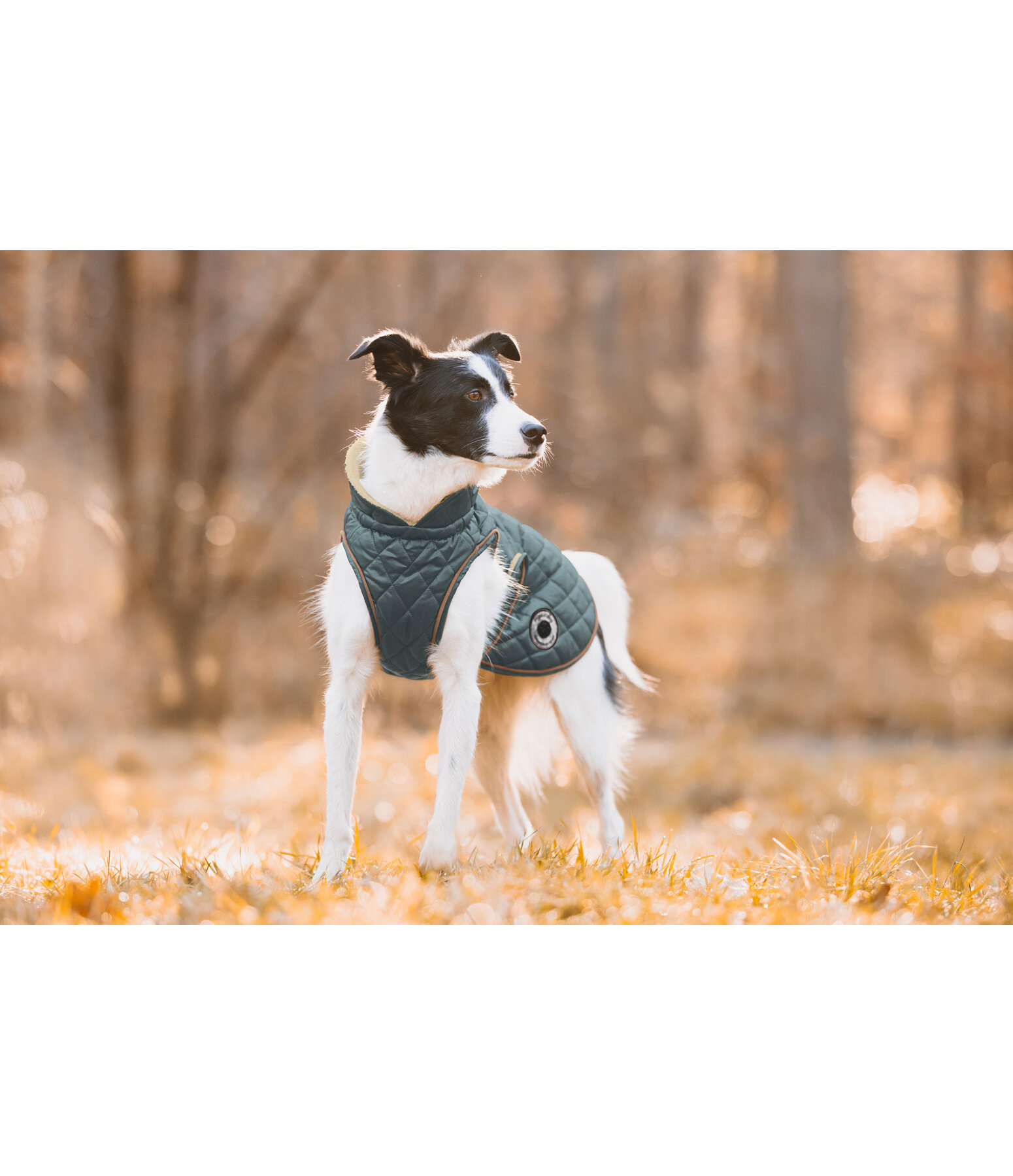 Manteau avec doublure en polaire Teddy pour chien  Archie, 160 g