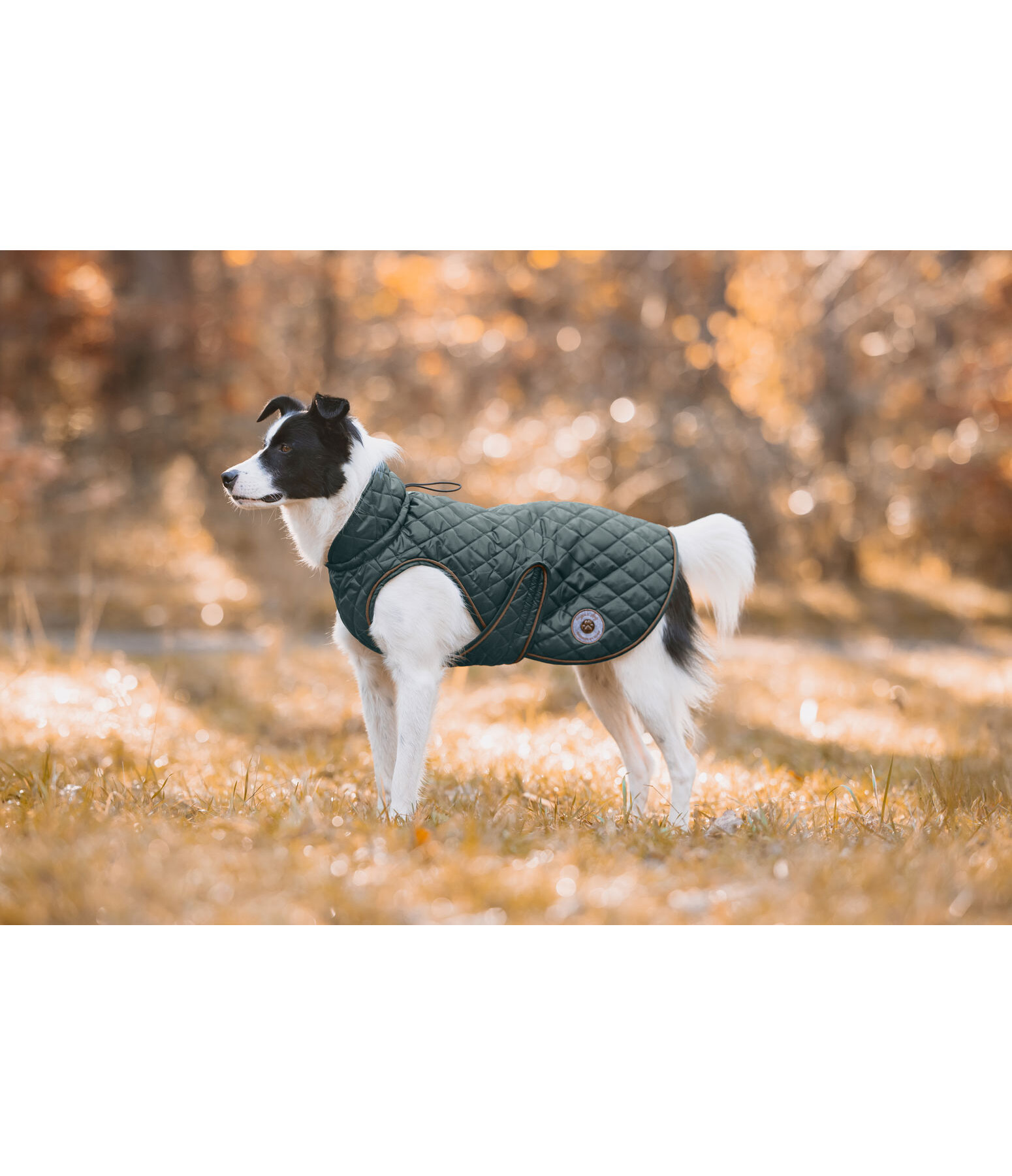 Manteau avec doublure en polaire Teddy pour chien  Archie, 160 g