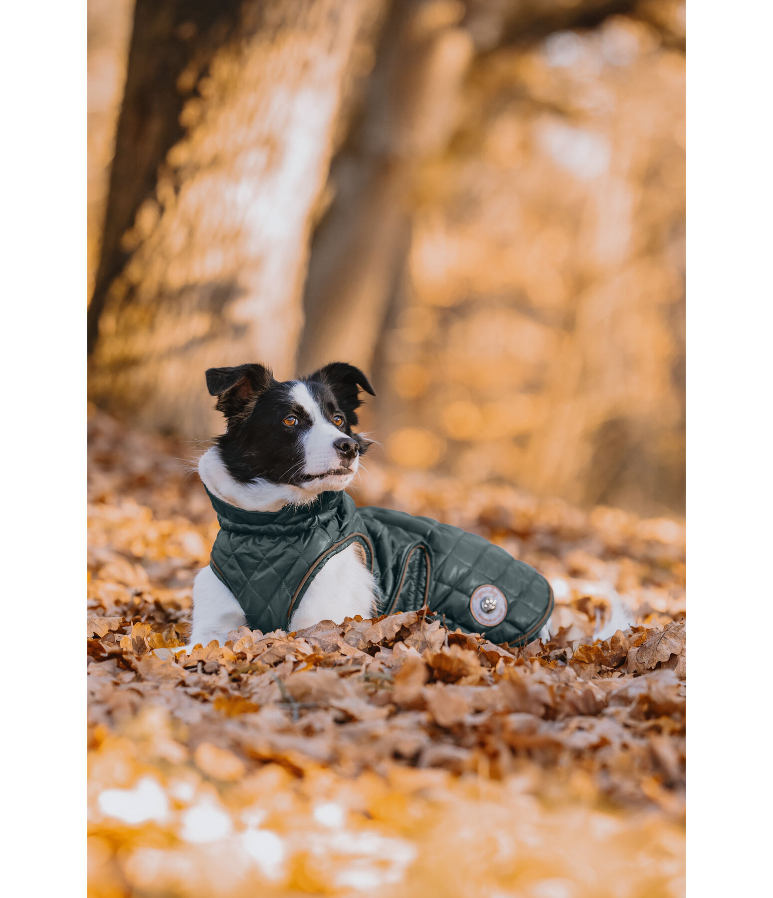 Manteau avec doublure en polaire Teddy pour chien  Archie, 160 g