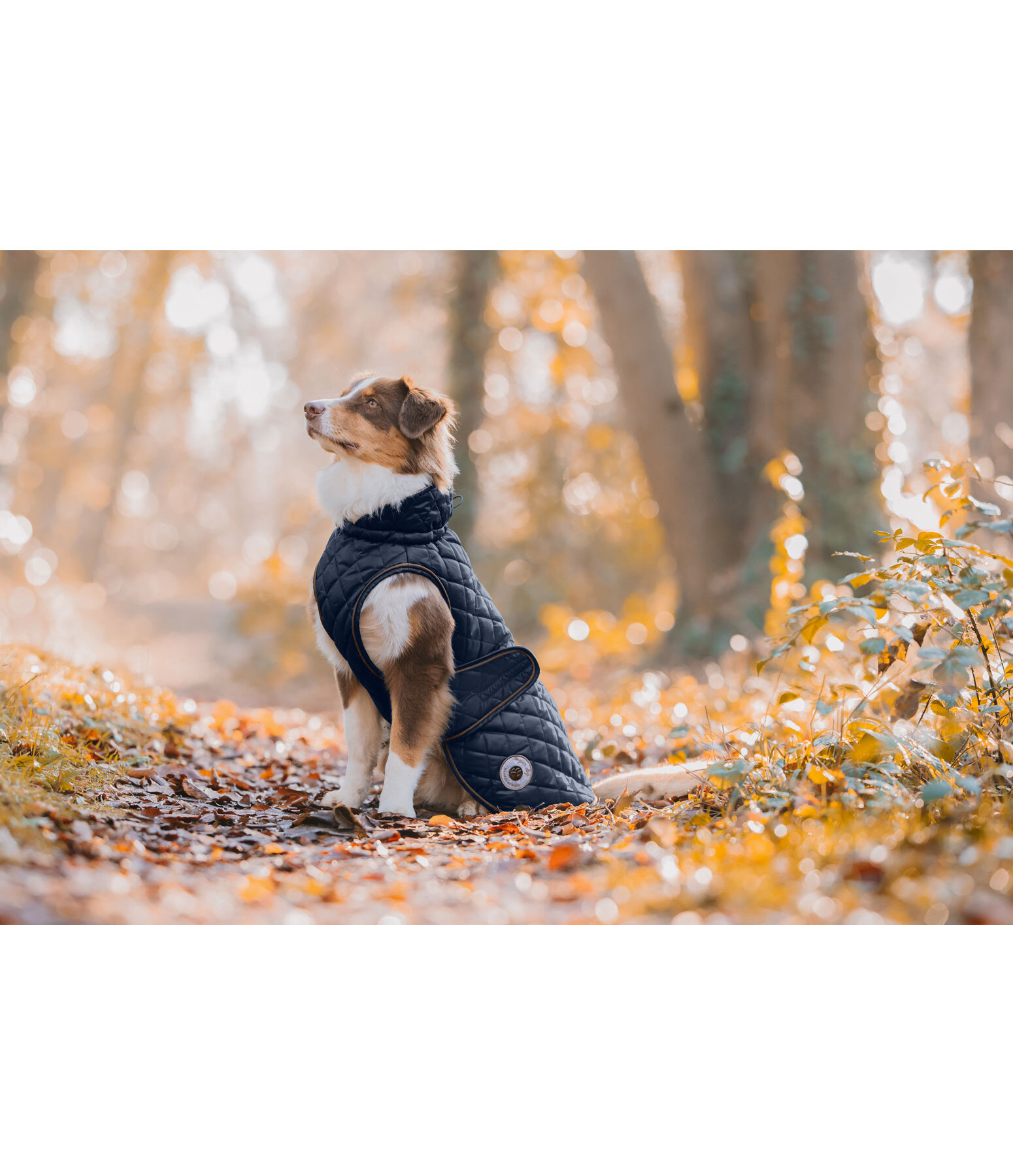 Manteau avec doublure en polaire Teddy pour chien  Archie, 160 g