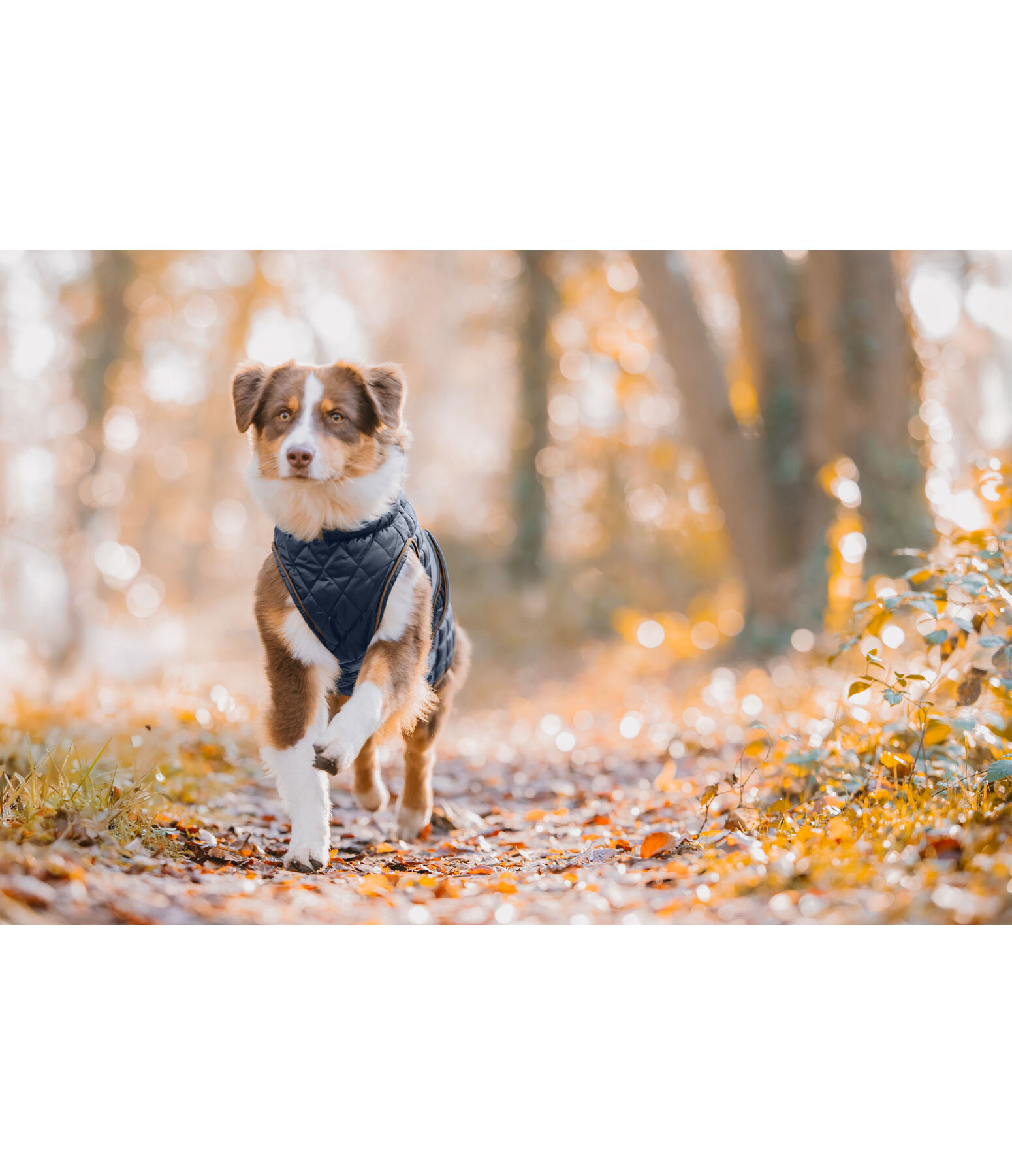 Manteau avec doublure en polaire Teddy pour chien  Archie, 160 g