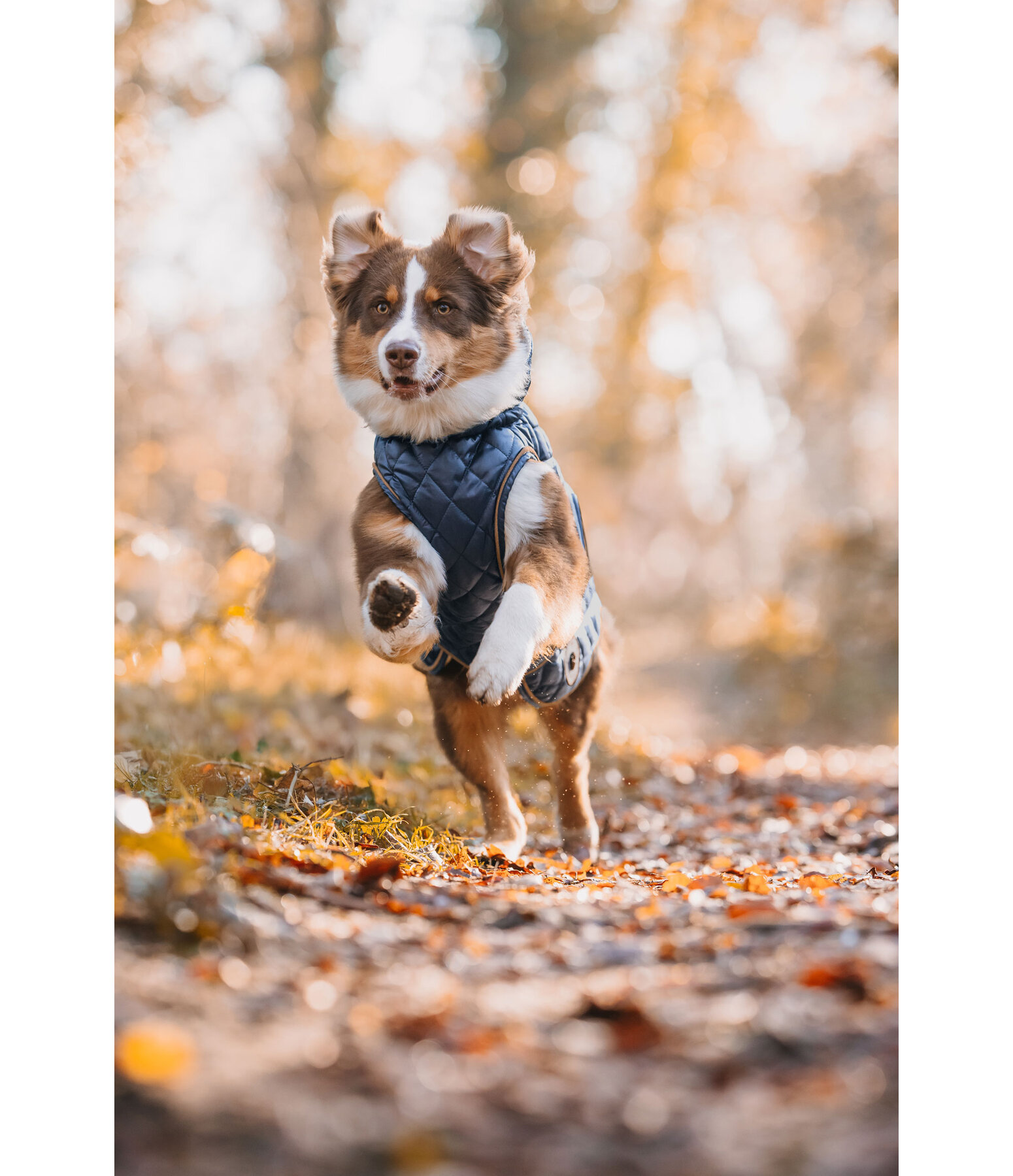 Manteau avec doublure en polaire Teddy pour chien  Archie, 160 g