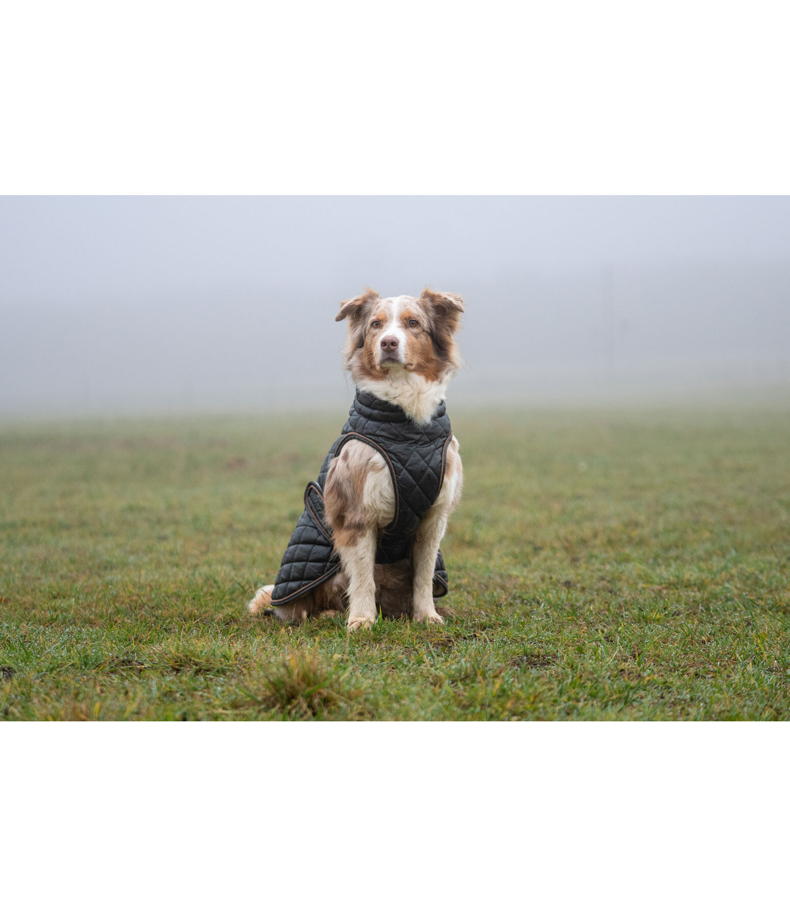 Manteau avec doublure en polaire Teddy pour chien  Archie, 160 g