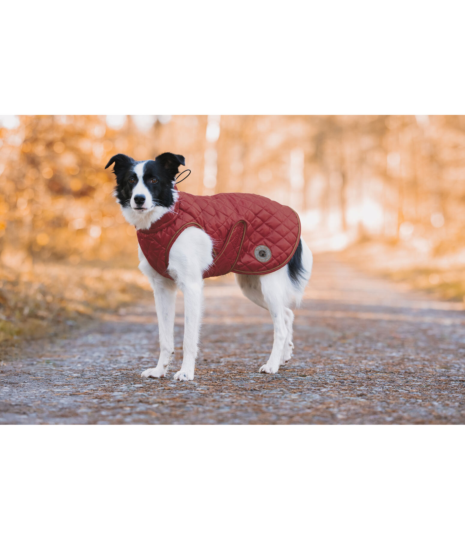 Manteau avec doublure en polaire Teddy pour chien  Archie, 160 g