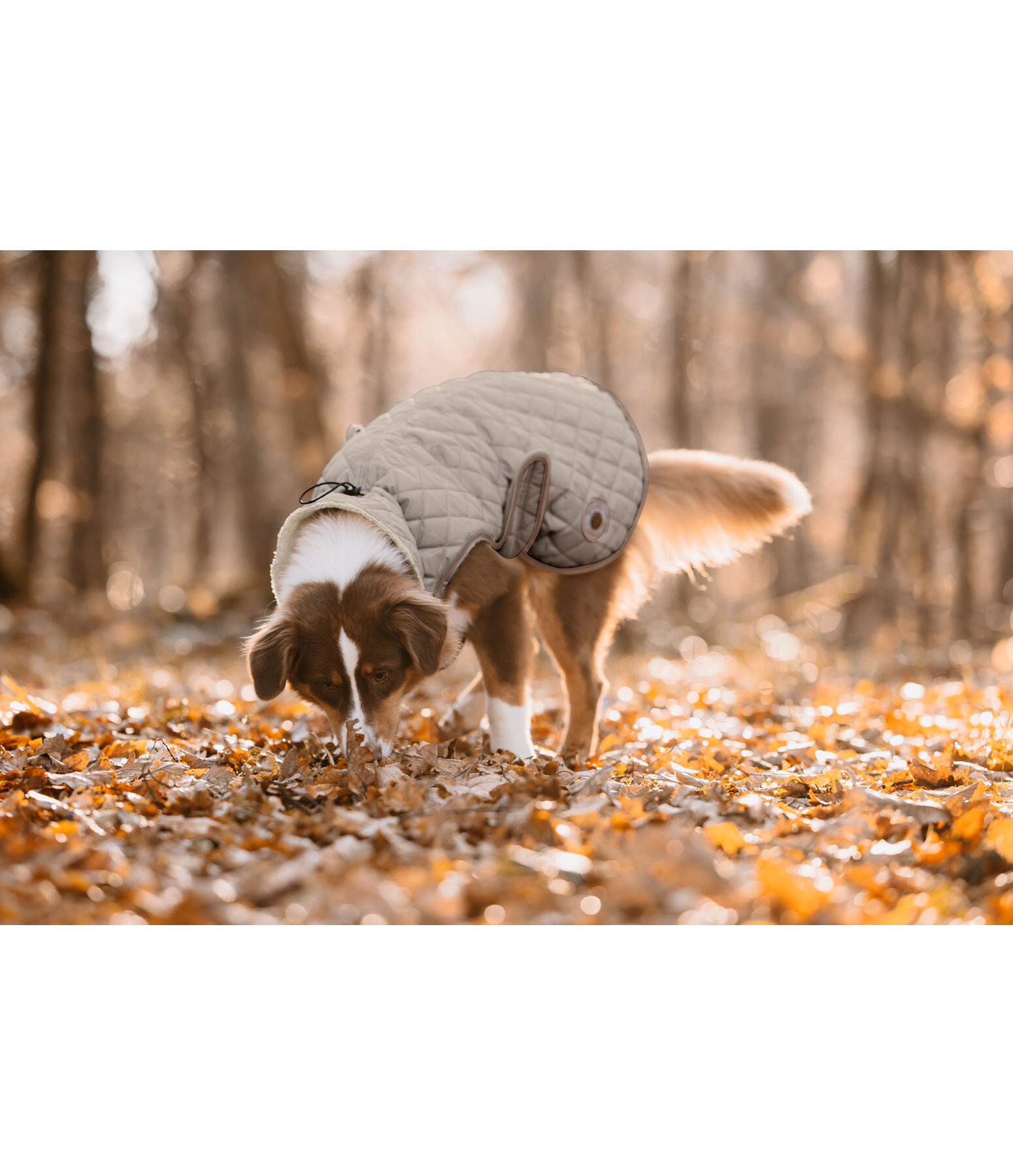 Manteau avec doublure en polaire Teddy pour chien  Archie, 160 g