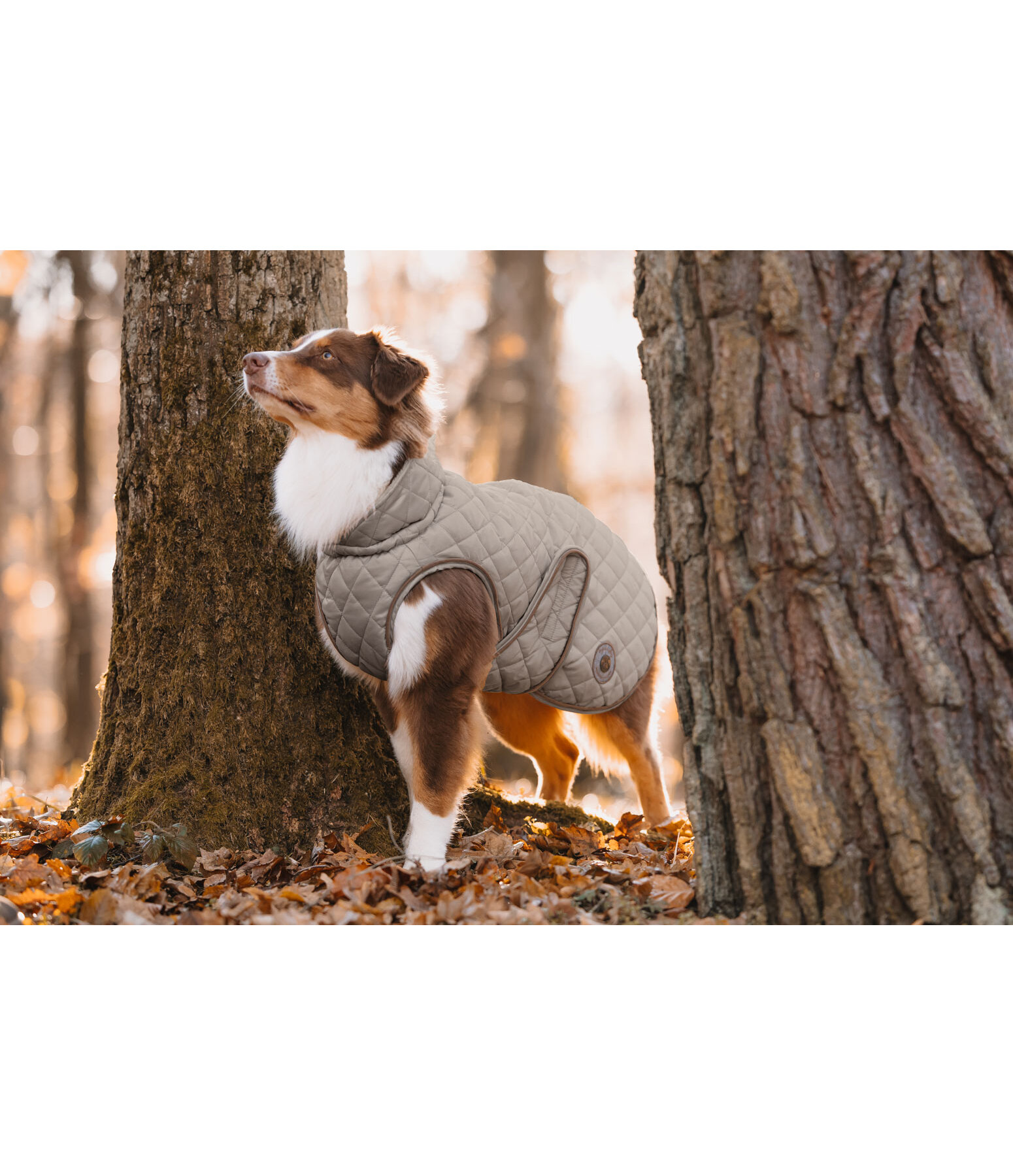 Manteau avec doublure en polaire Teddy pour chien  Archie, 160 g