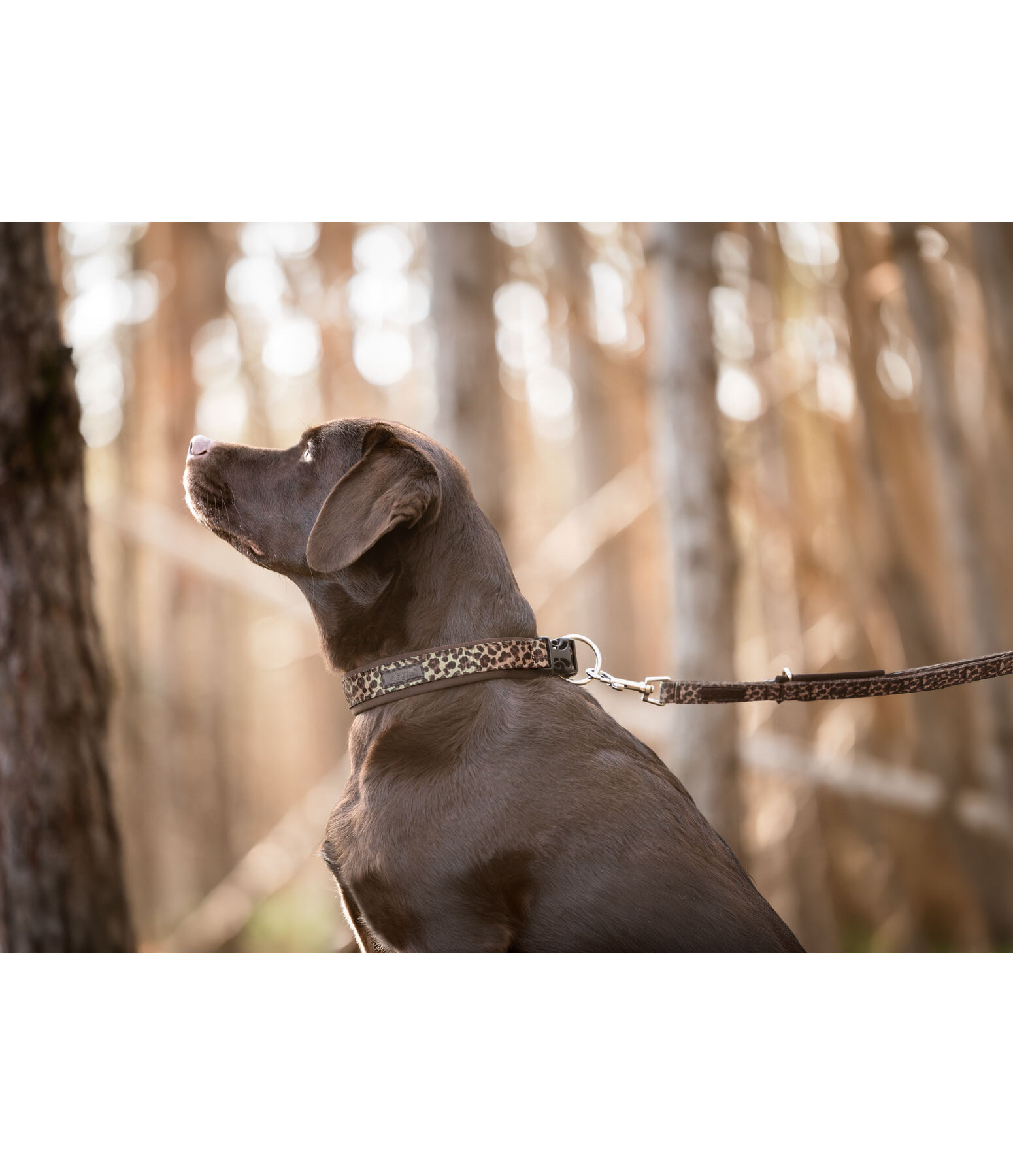 Collier pour chien  Becks
