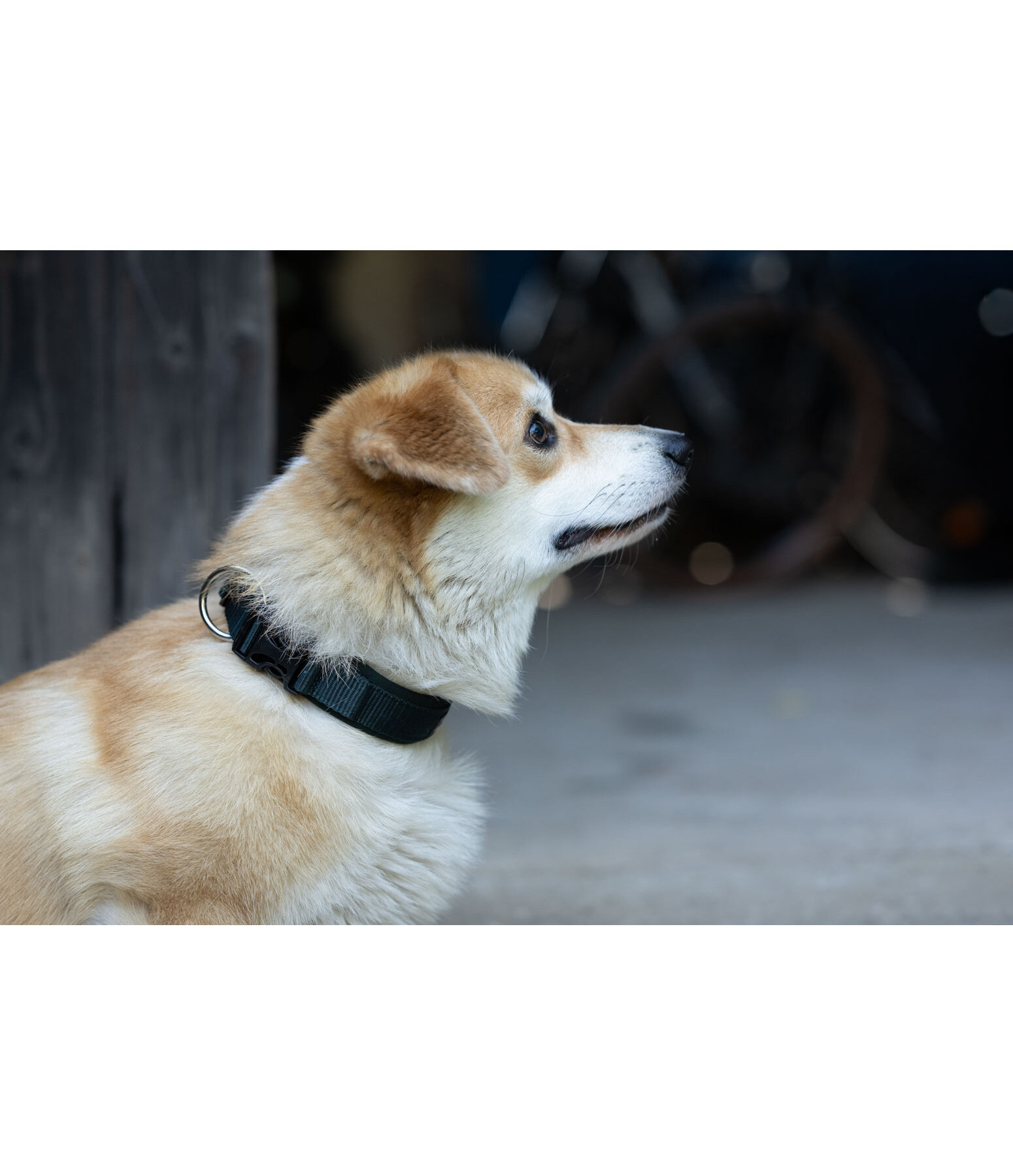 Collier pour chien  Becks