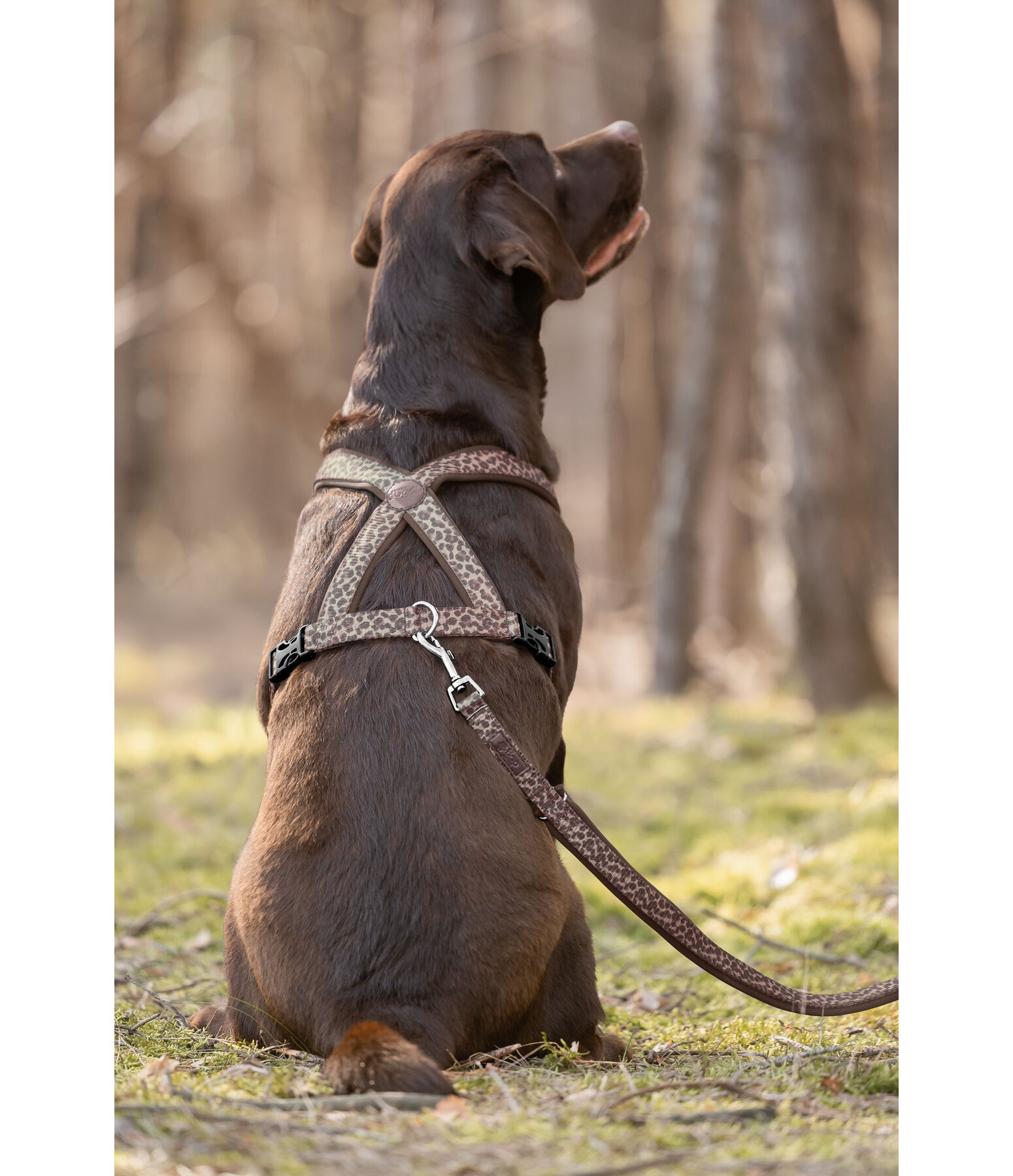 Laisse pour chien  Jade