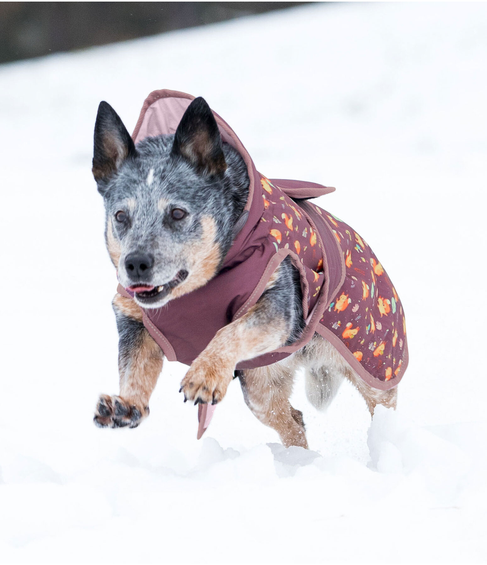 Manteau d'hiver pour chien  Squirrel, 100 g