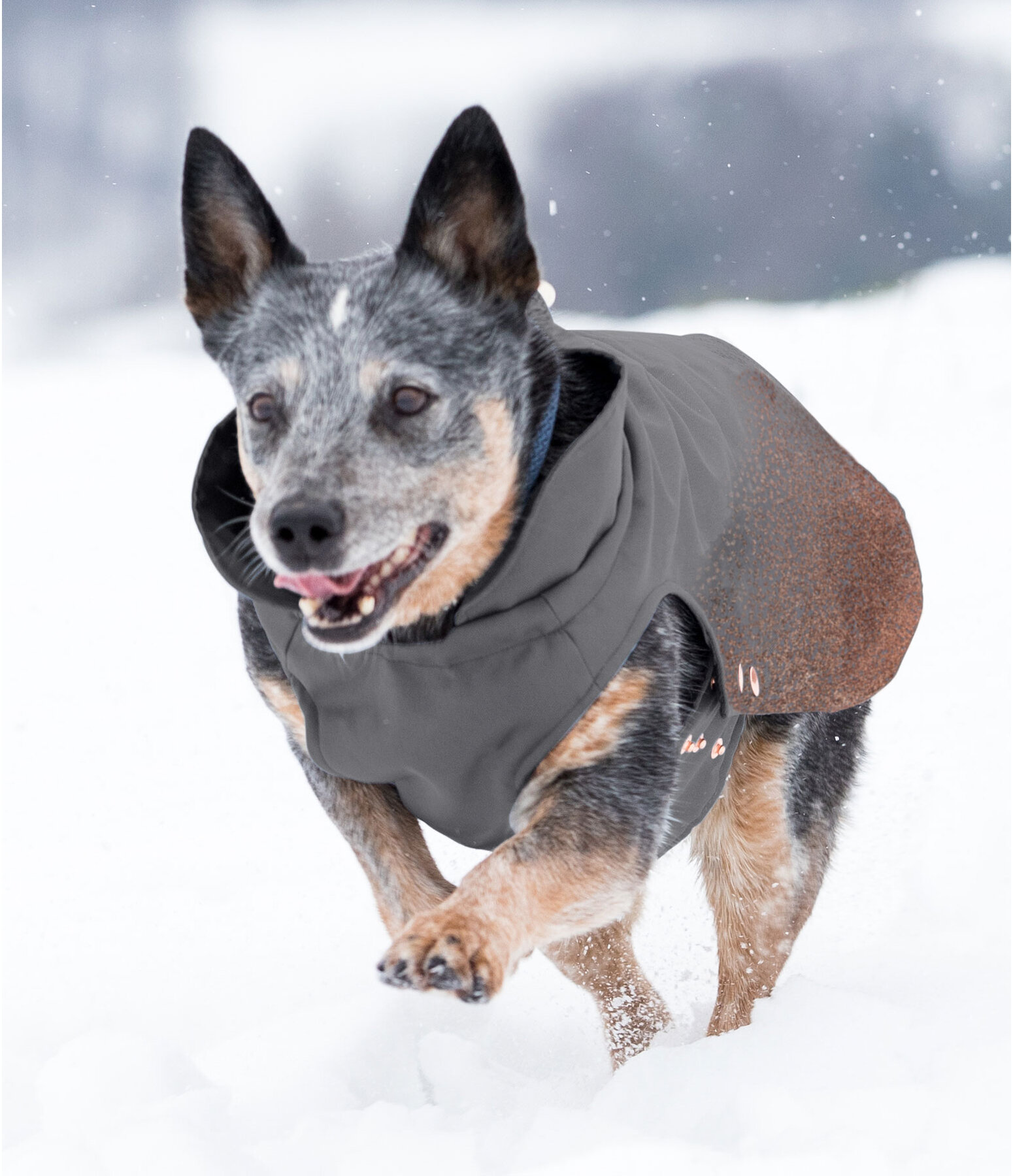 Manteau d'hiver pour chiens  Sparks, 80 g