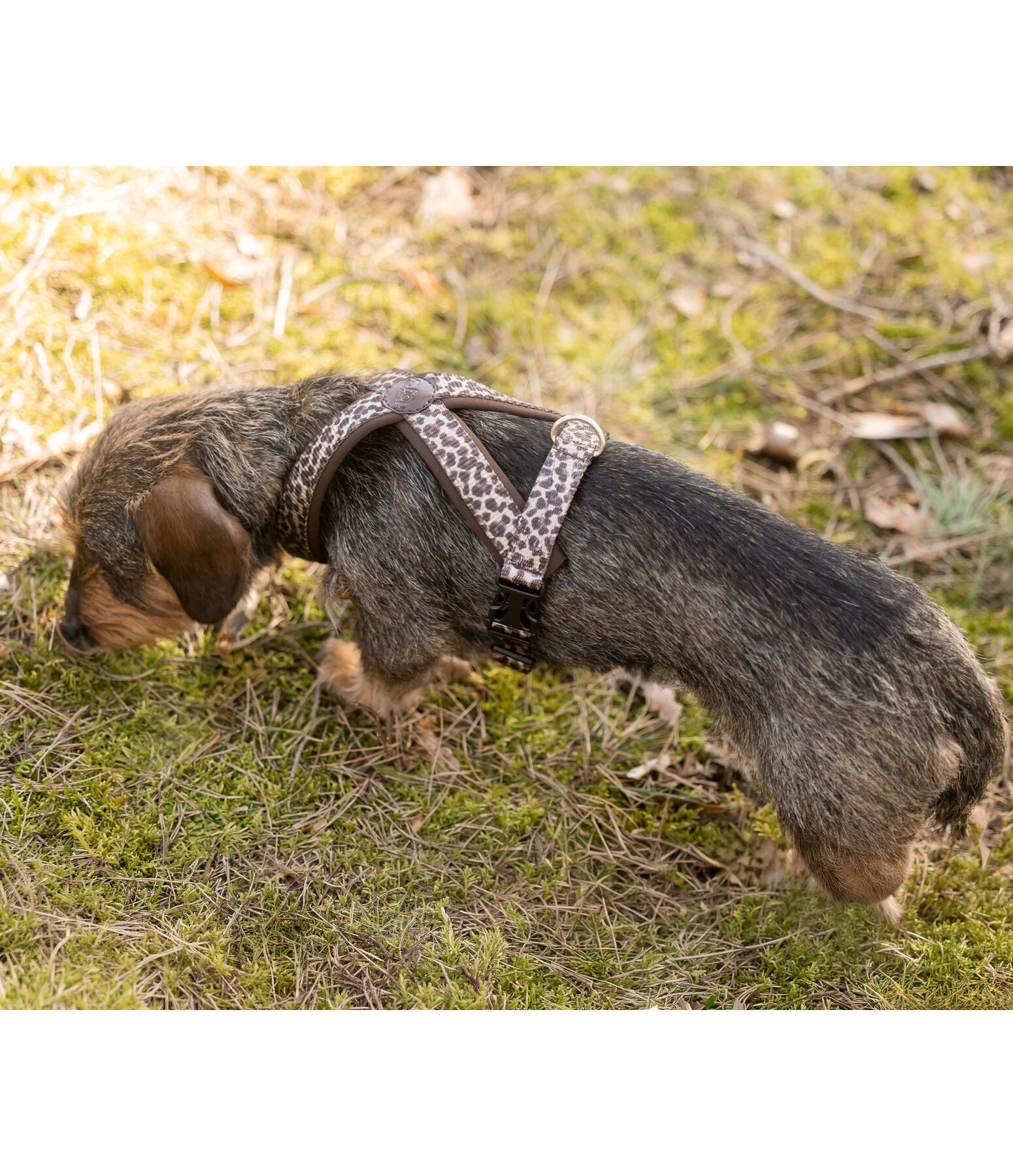 Harnais pour chien  Piper