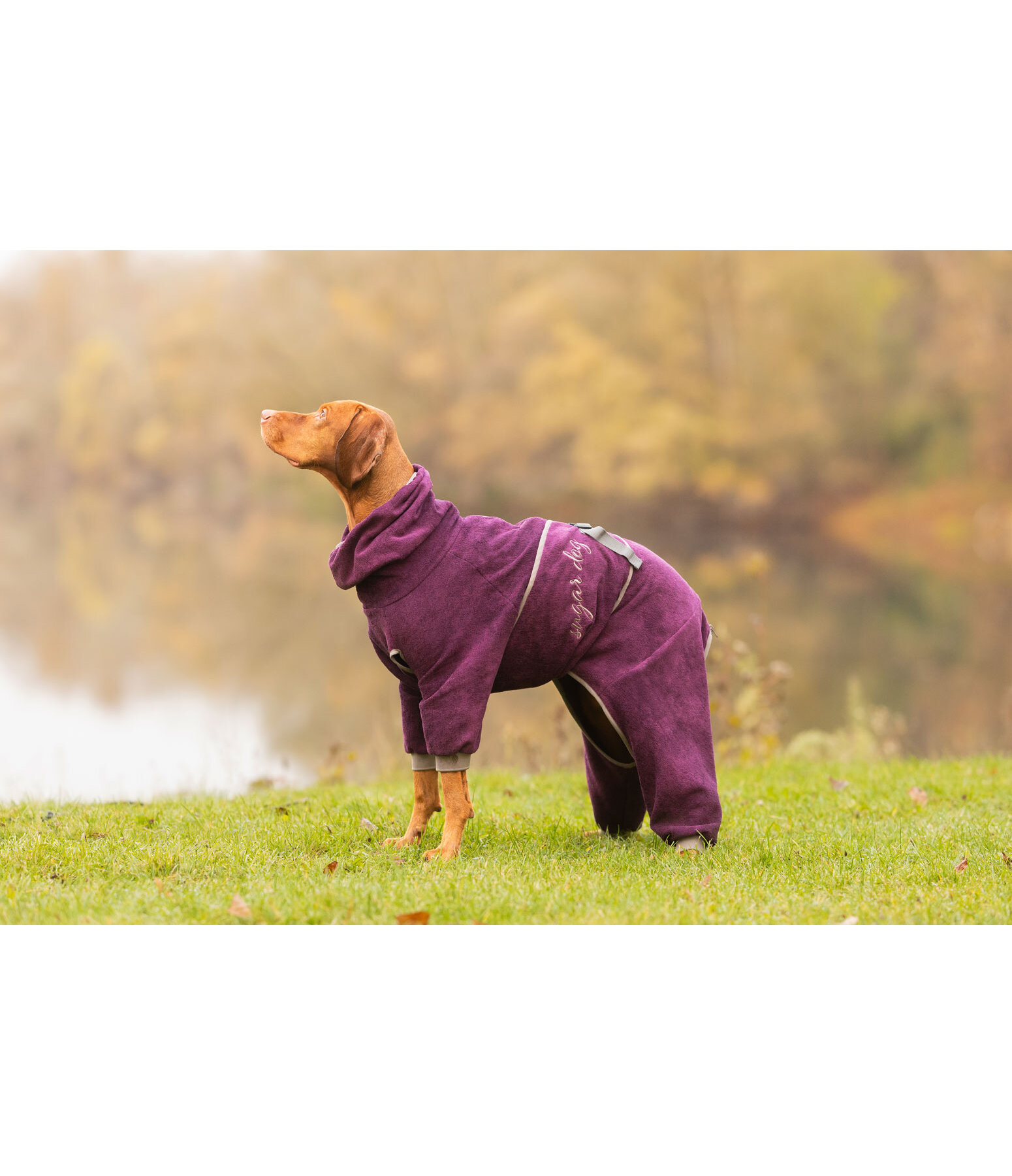 Peignoir pour chien  Allover Dry