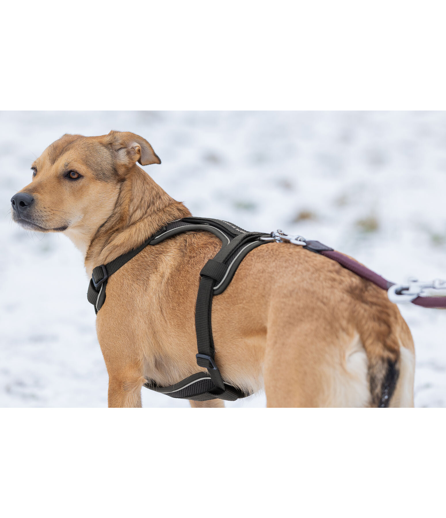 B-Ware : Harnais pour chiens avec poignée  Adventure Seeker