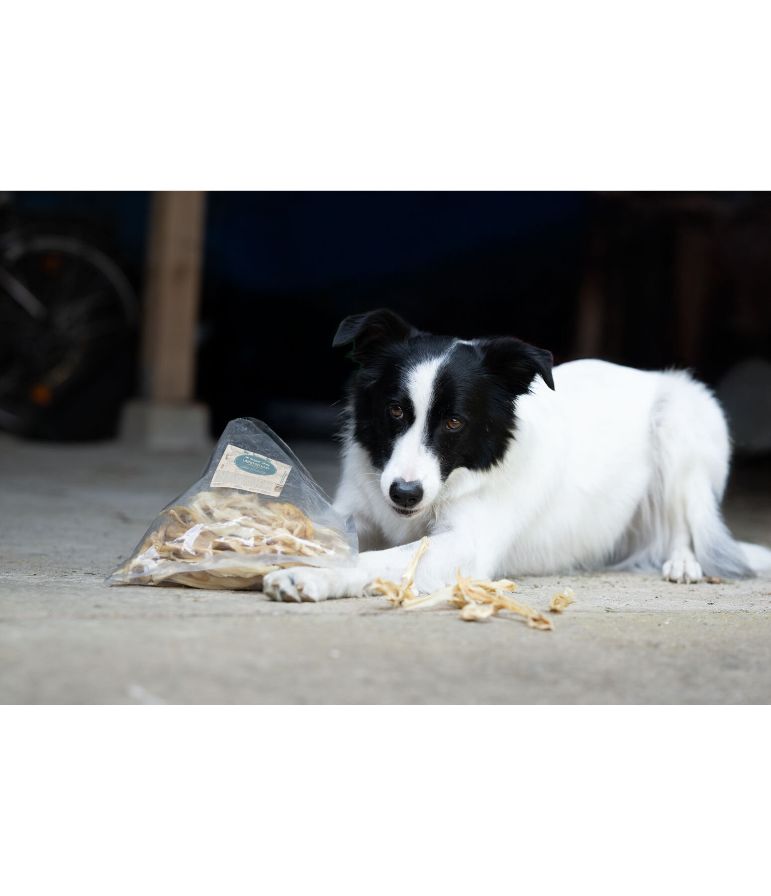 Peau de t�te d'agneau pour chien