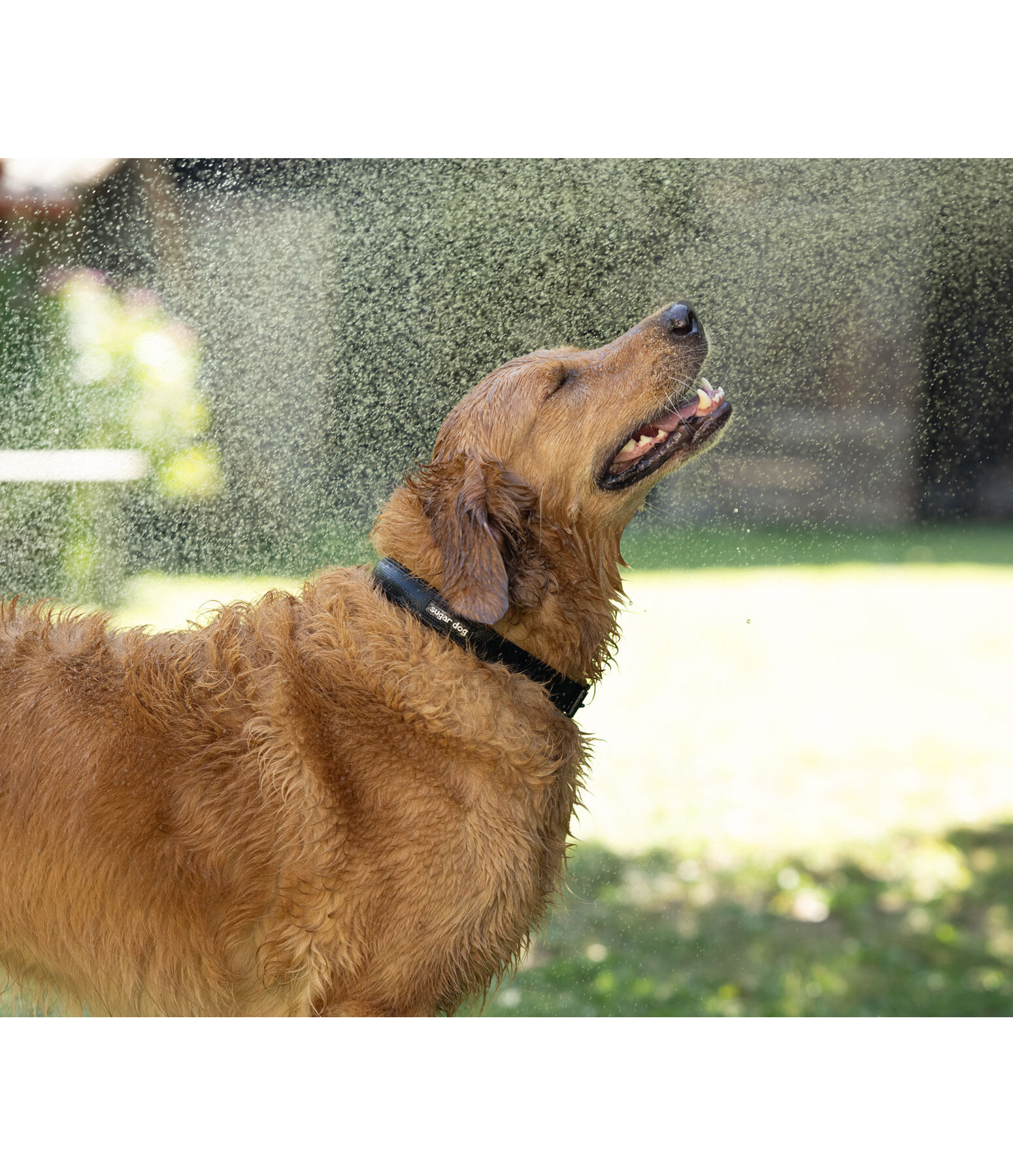 Collier waterproof pour chien  Mable