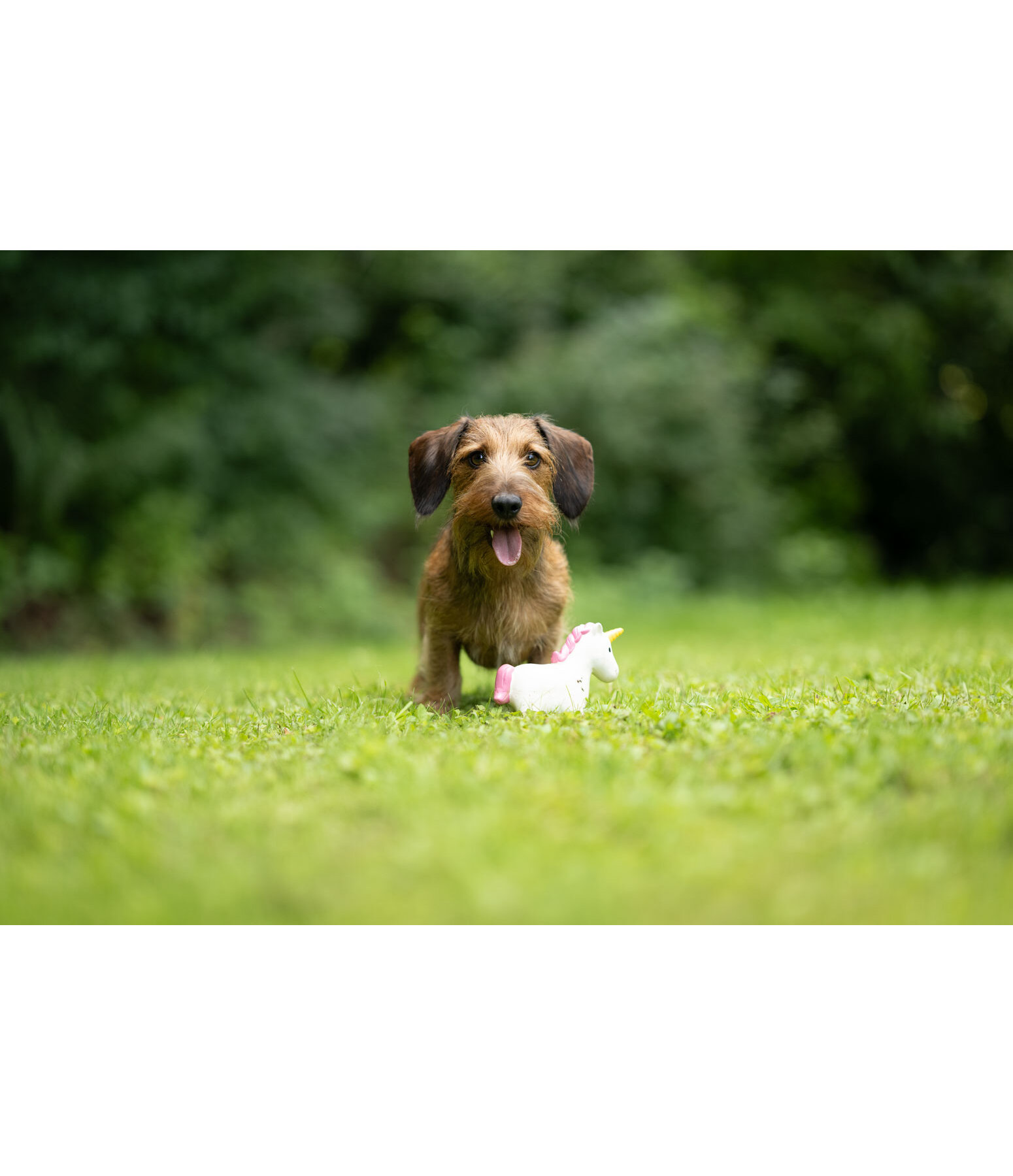 Jouet pour chien avec couineur   Unicorn