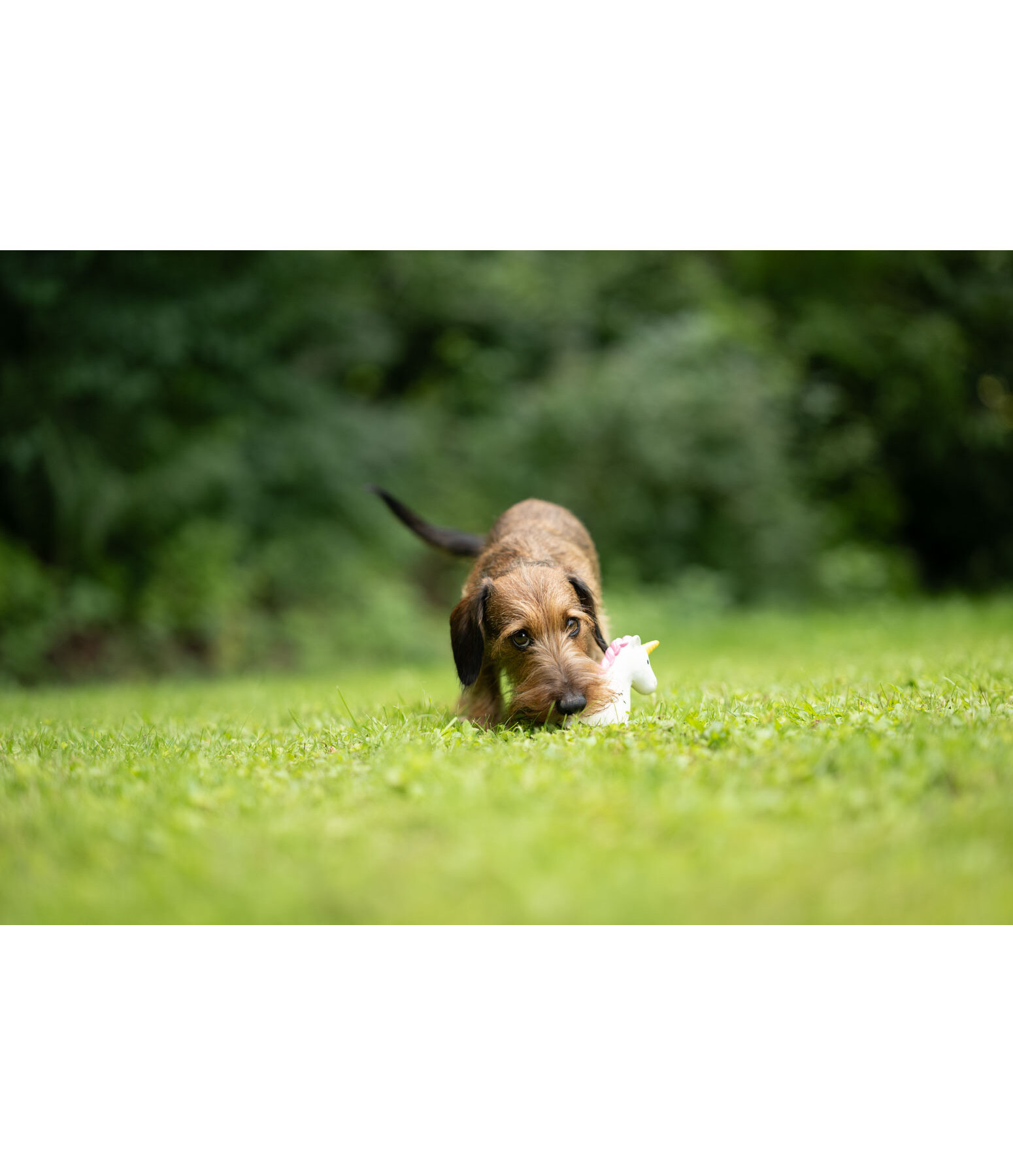 Jouet pour chien avec couineur   Unicorn