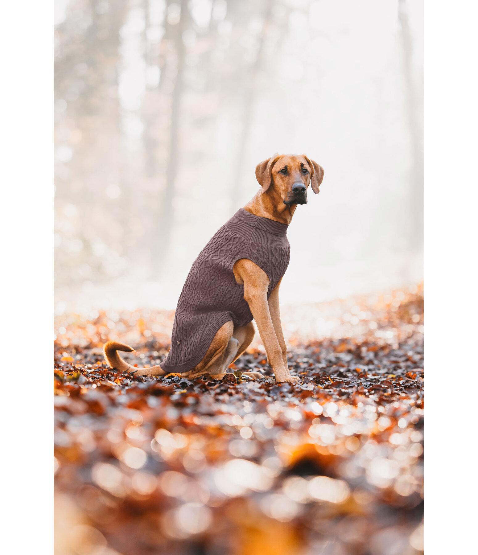 Pull col roul  Maisie