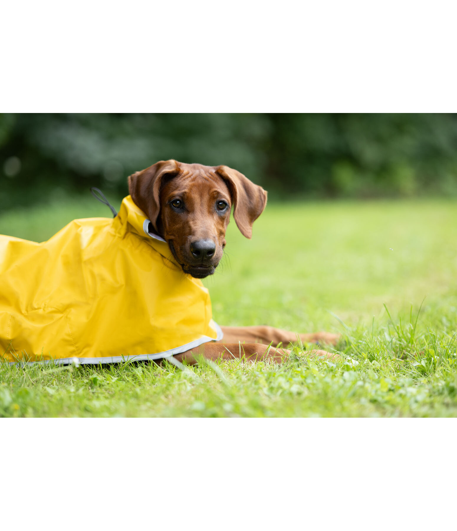 Manteau de pluie pour chien  Thousand Islands, 0 g