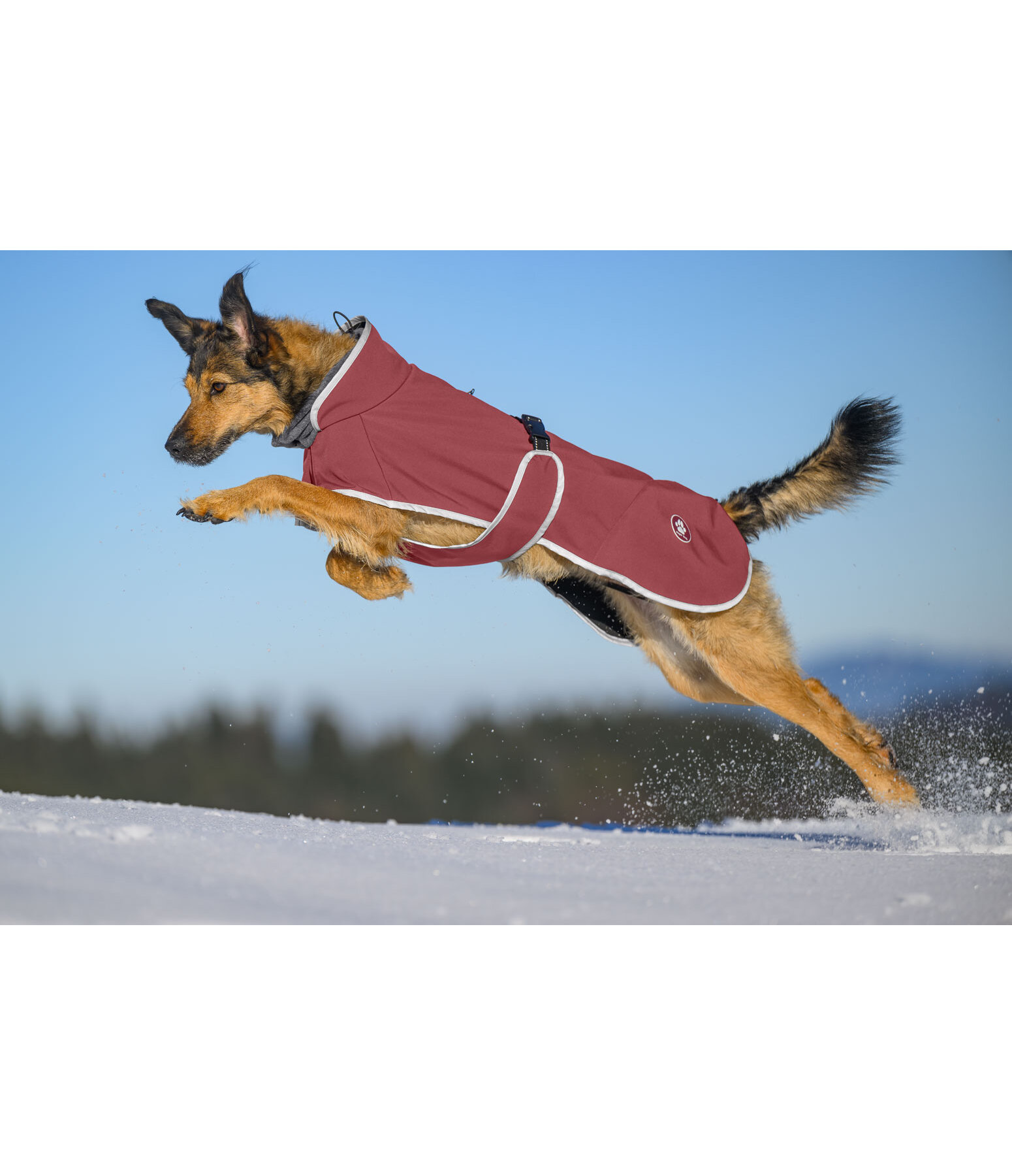 Manteau pour chien softshell avec col polaire  Frida