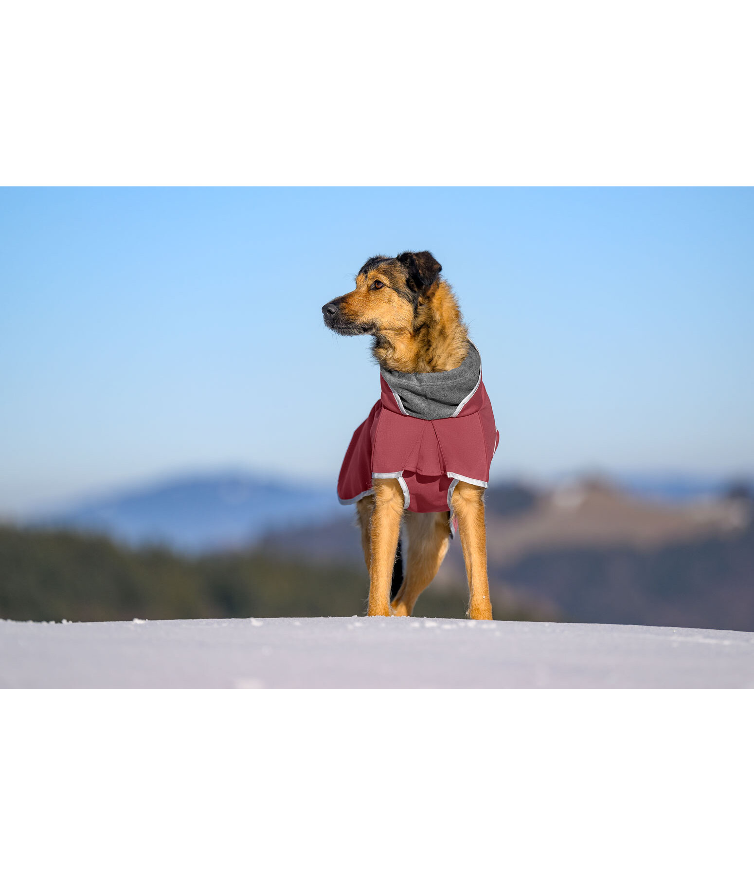 Manteau pour chien softshell avec col polaire  Frida