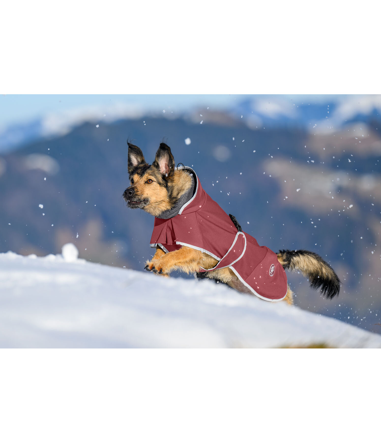 Manteau pour chien softshell avec col polaire  Frida
