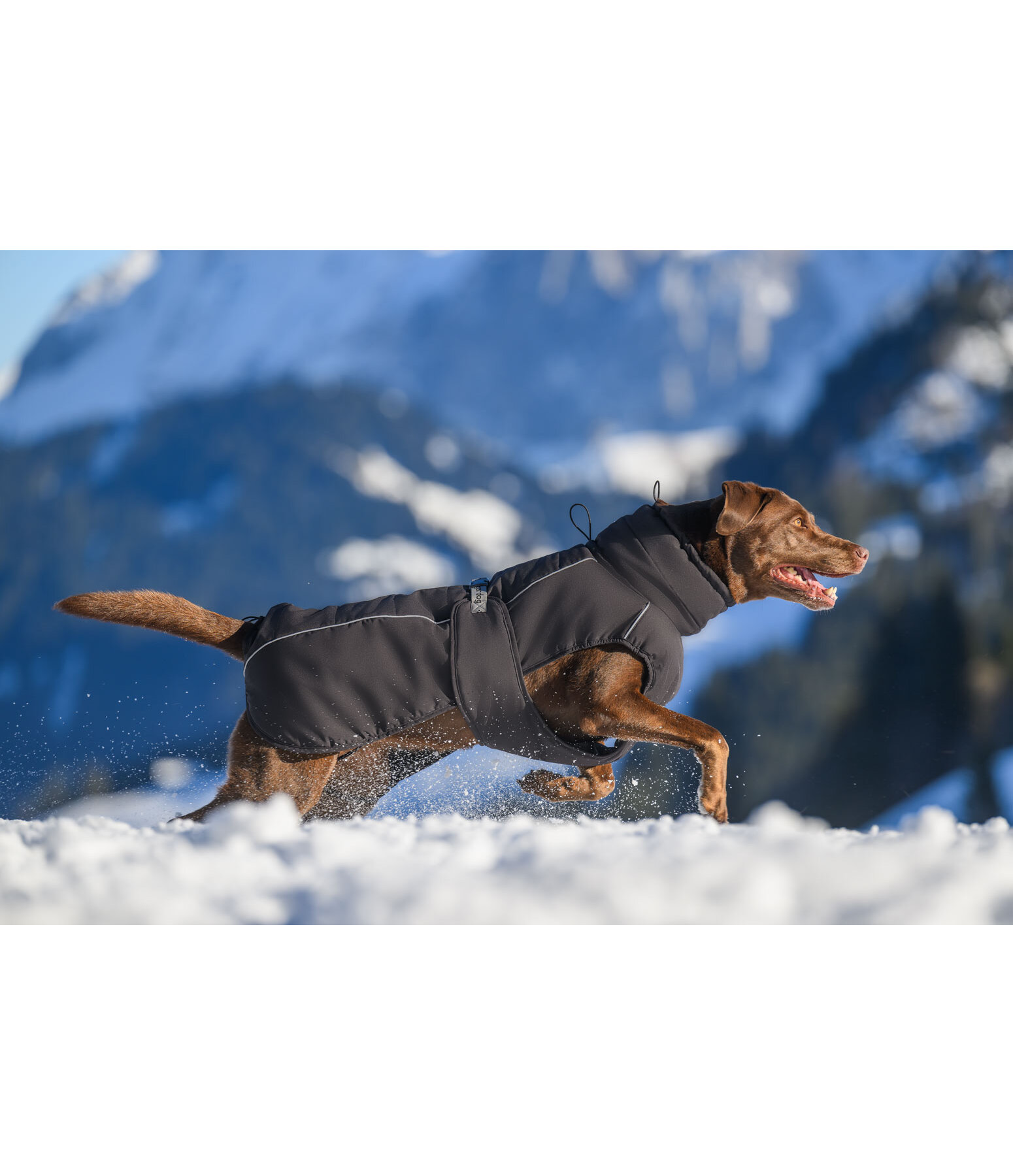 Manteau d'hiver pour chien  Marlon, 200-300 g