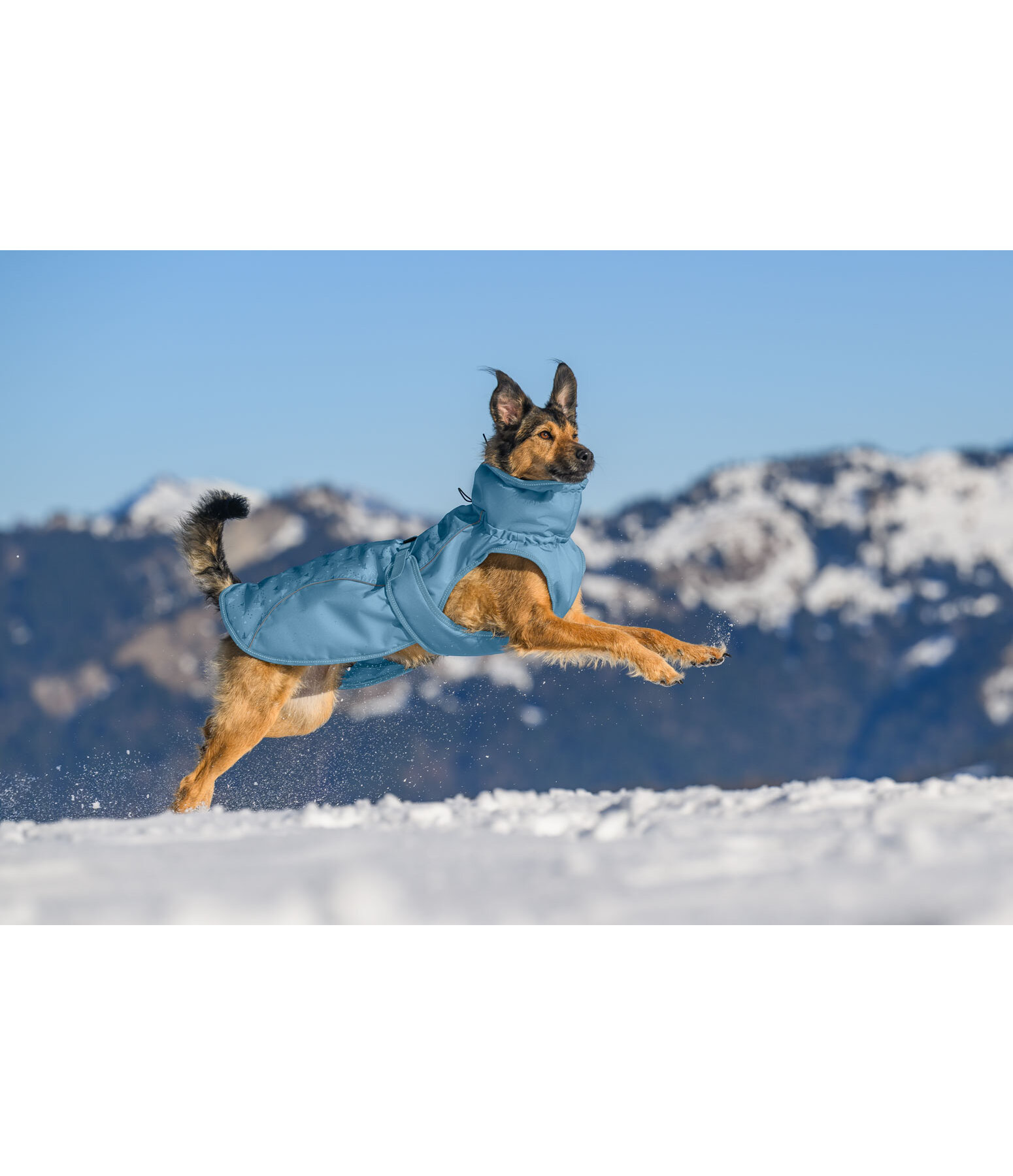 Manteau d'hiver pour chien  Wonderland, 140 g