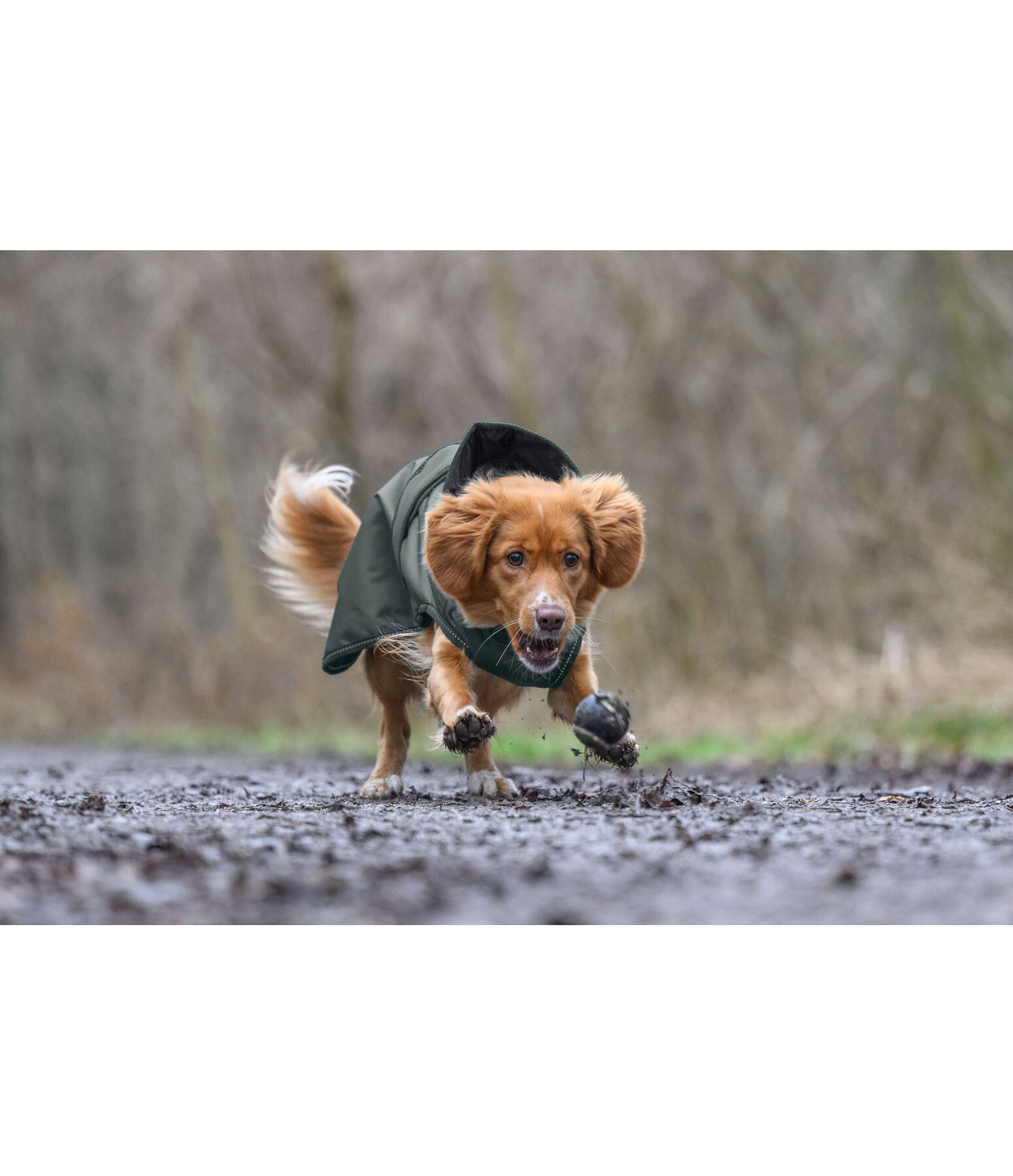 Manteau de pluie pour chien  Forest Drizzle, 50 g