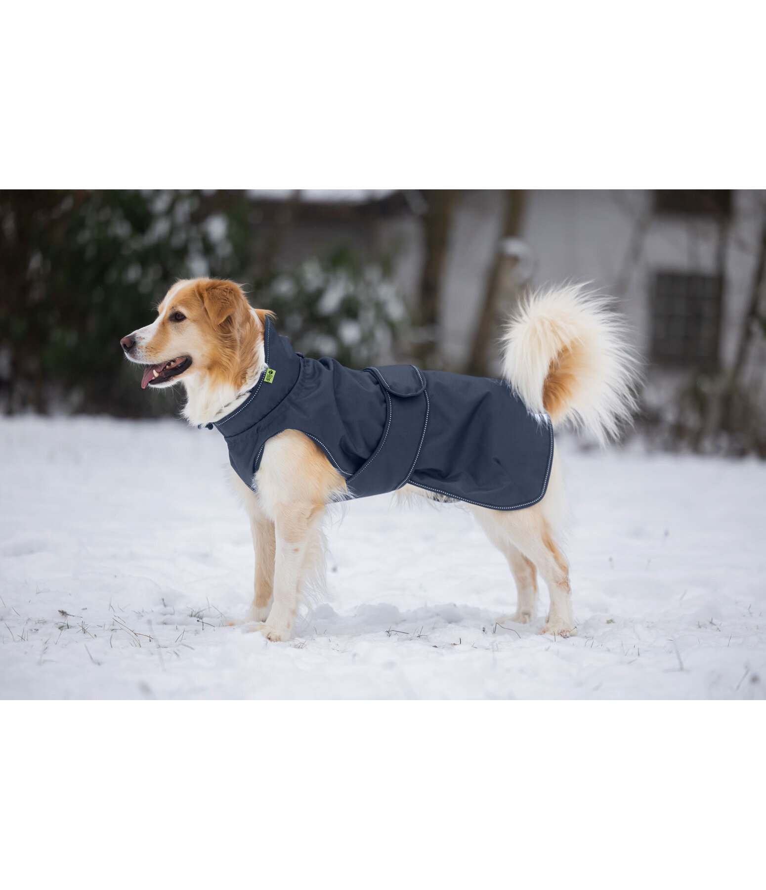 Manteau de pluie pour chien  Forest Drizzle, 50 g