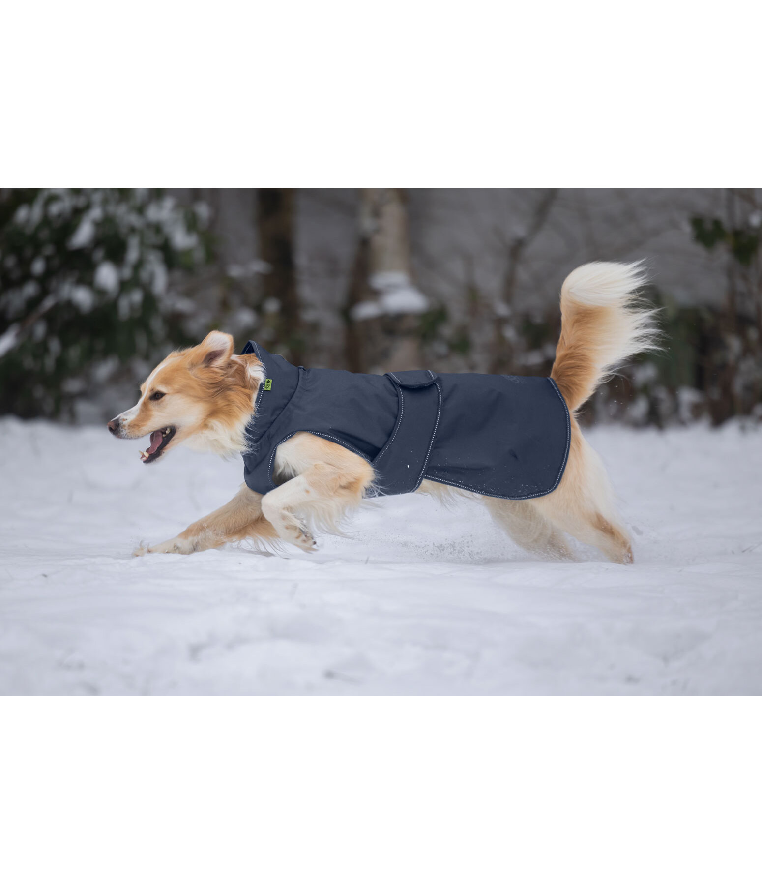 Manteau de pluie pour chien  Forest Drizzle, 50 g