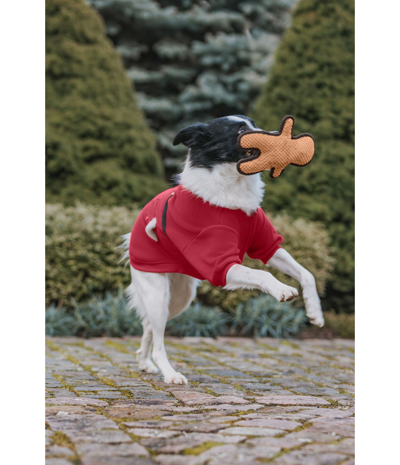 Jouet pour chien  Gingerman