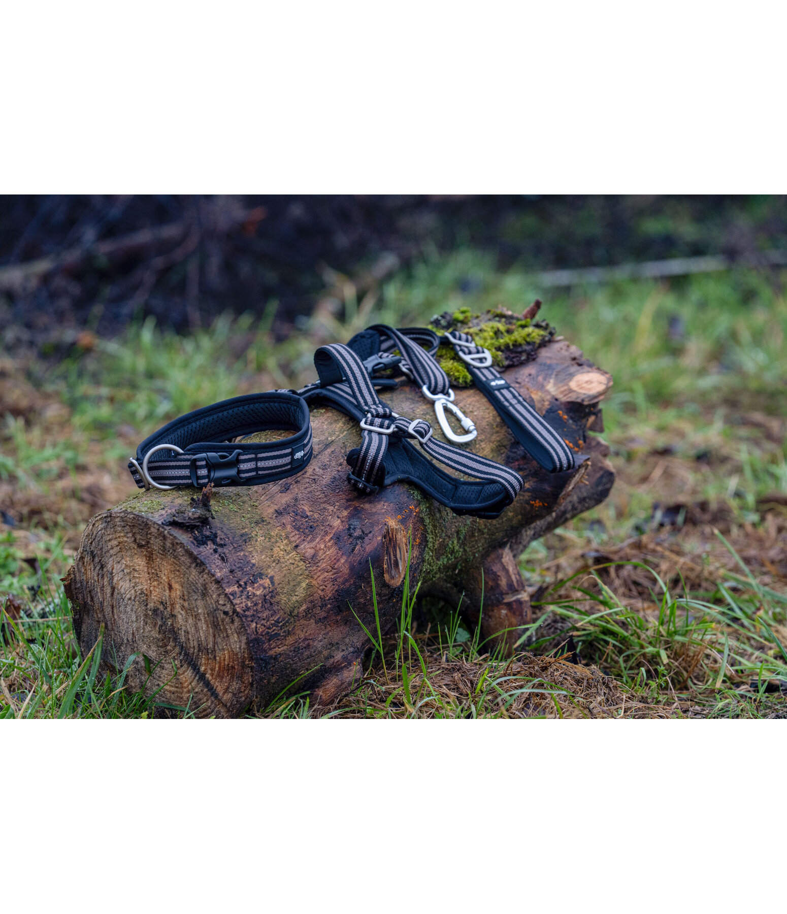 Laisse pour chien  Comfort Fit