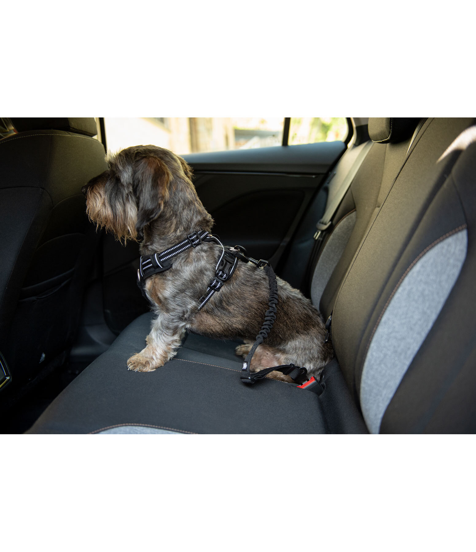 Ceinture de s�curit� pour chien