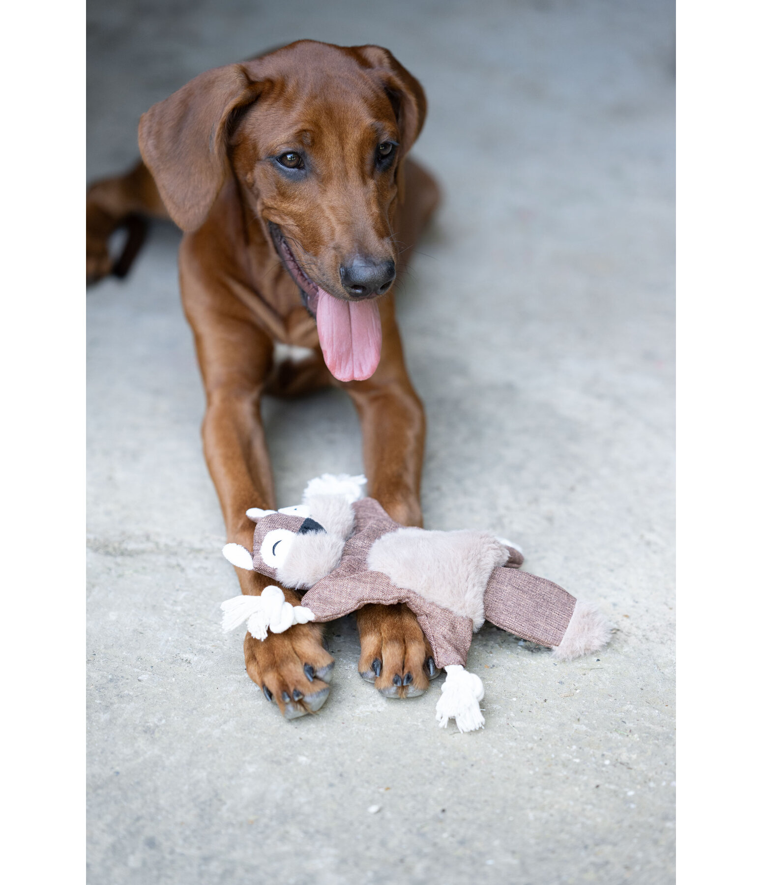 Jouet pour chien �cureuil