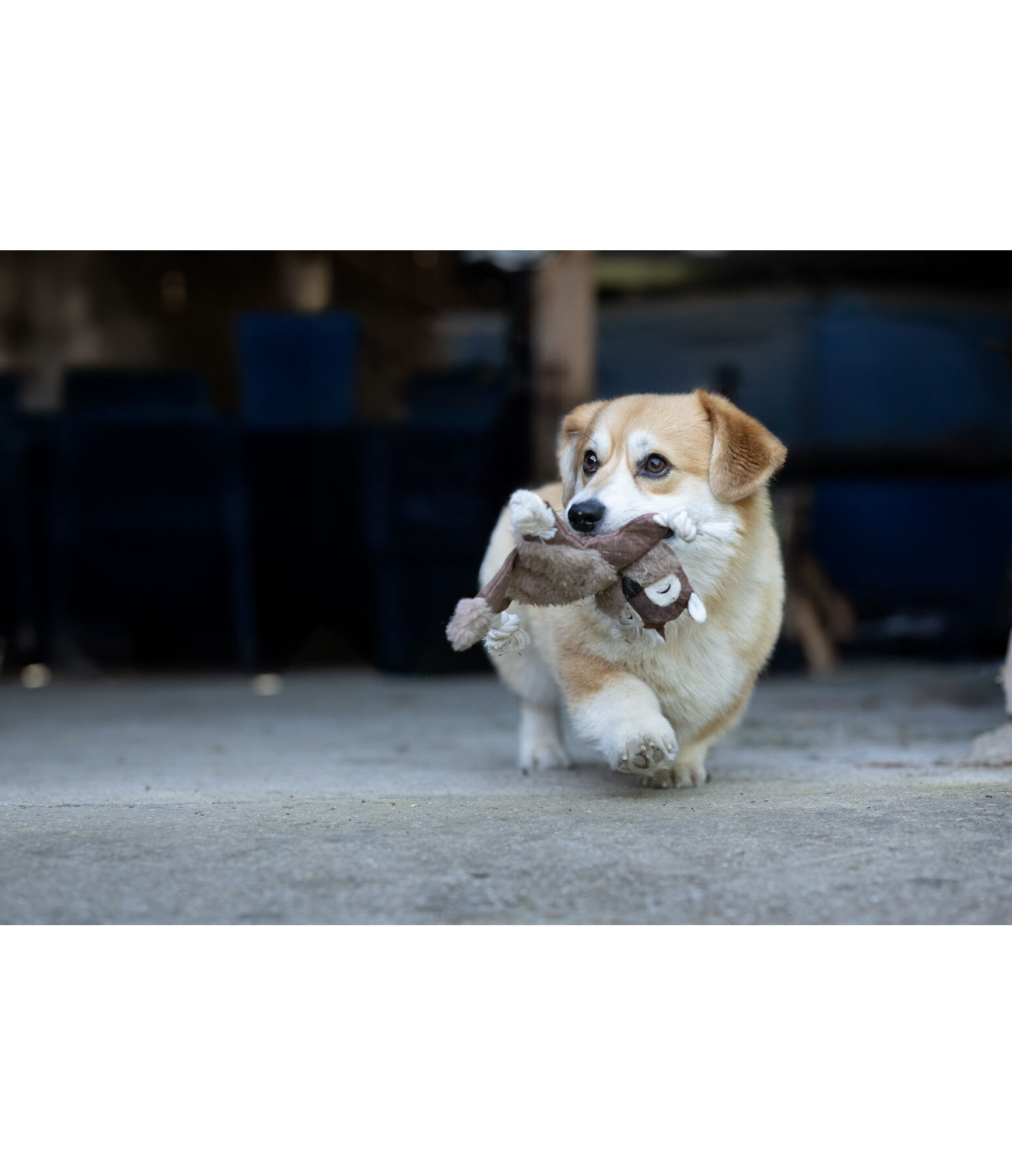 Jouet pour chien �cureuil