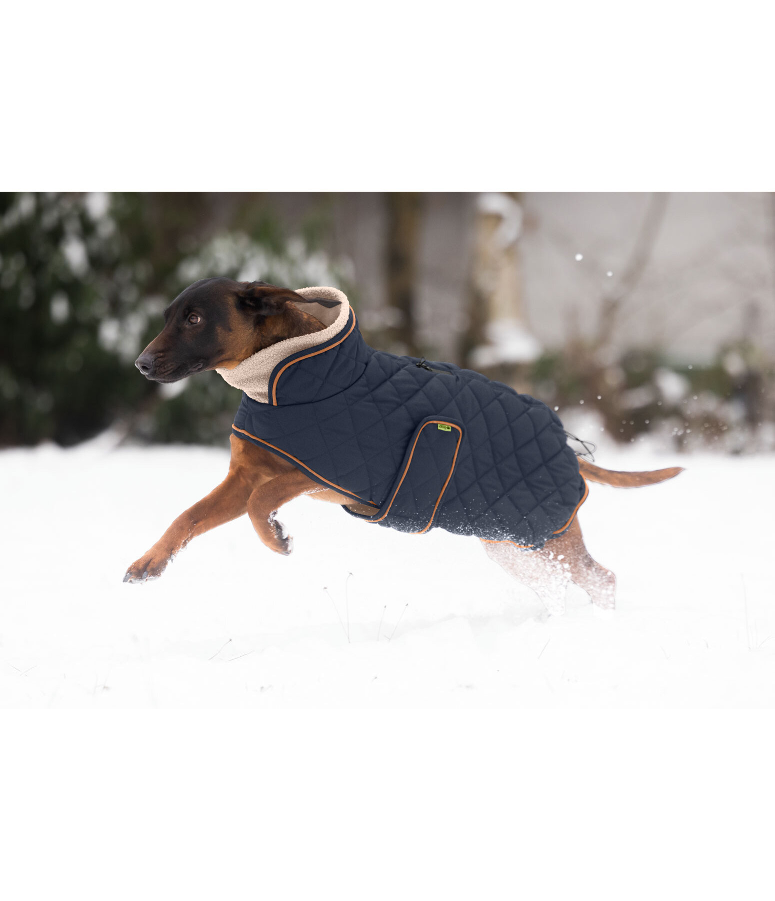Manteau matelass� pour chien avec doublure en polaire Teddy  Holly