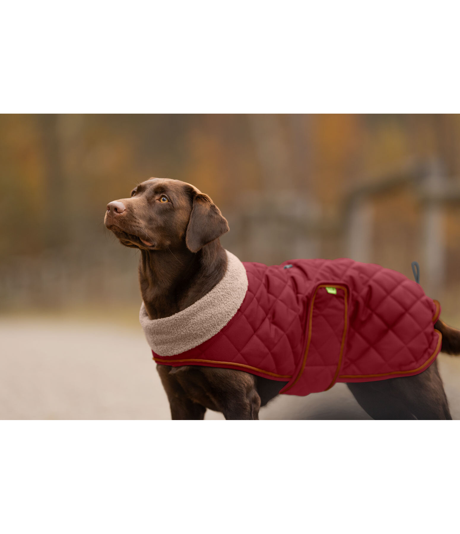 Manteau matelass� pour chien avec doublure en polaire Teddy  Holly