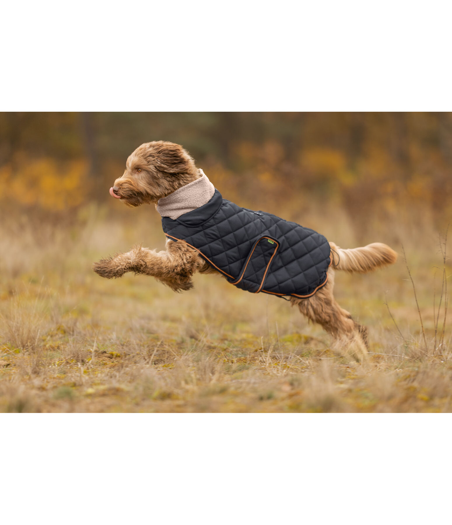 Manteau matelass� pour chien avec doublure en polaire Teddy  Holly
