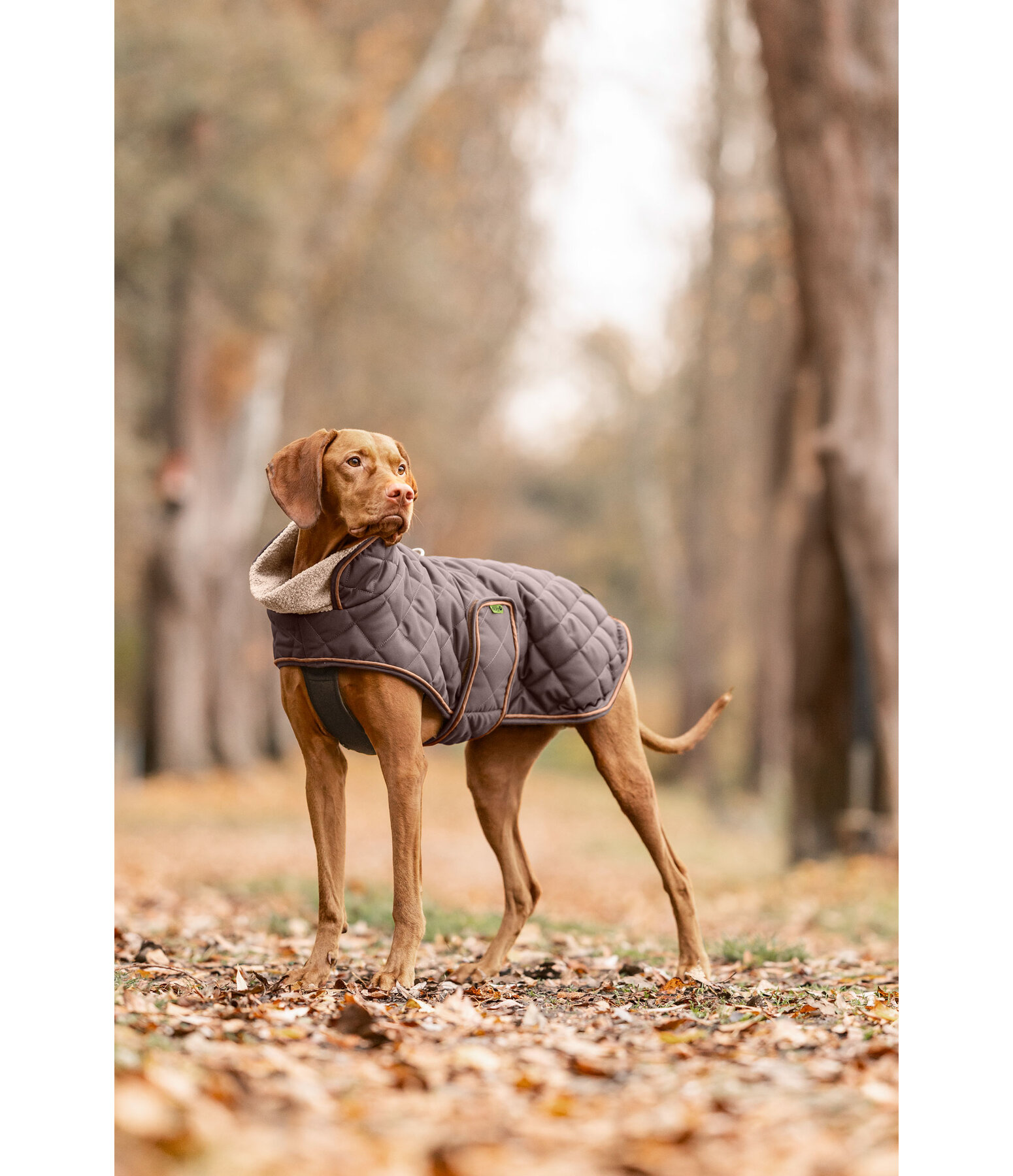 Manteau matelass� pour chien avec doublure en polaire Teddy  Holly