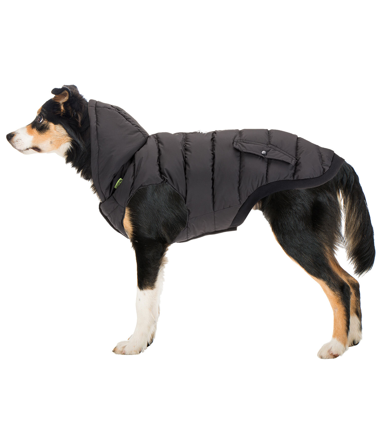 Veste d'hiver l�g�re pour chien  Anton