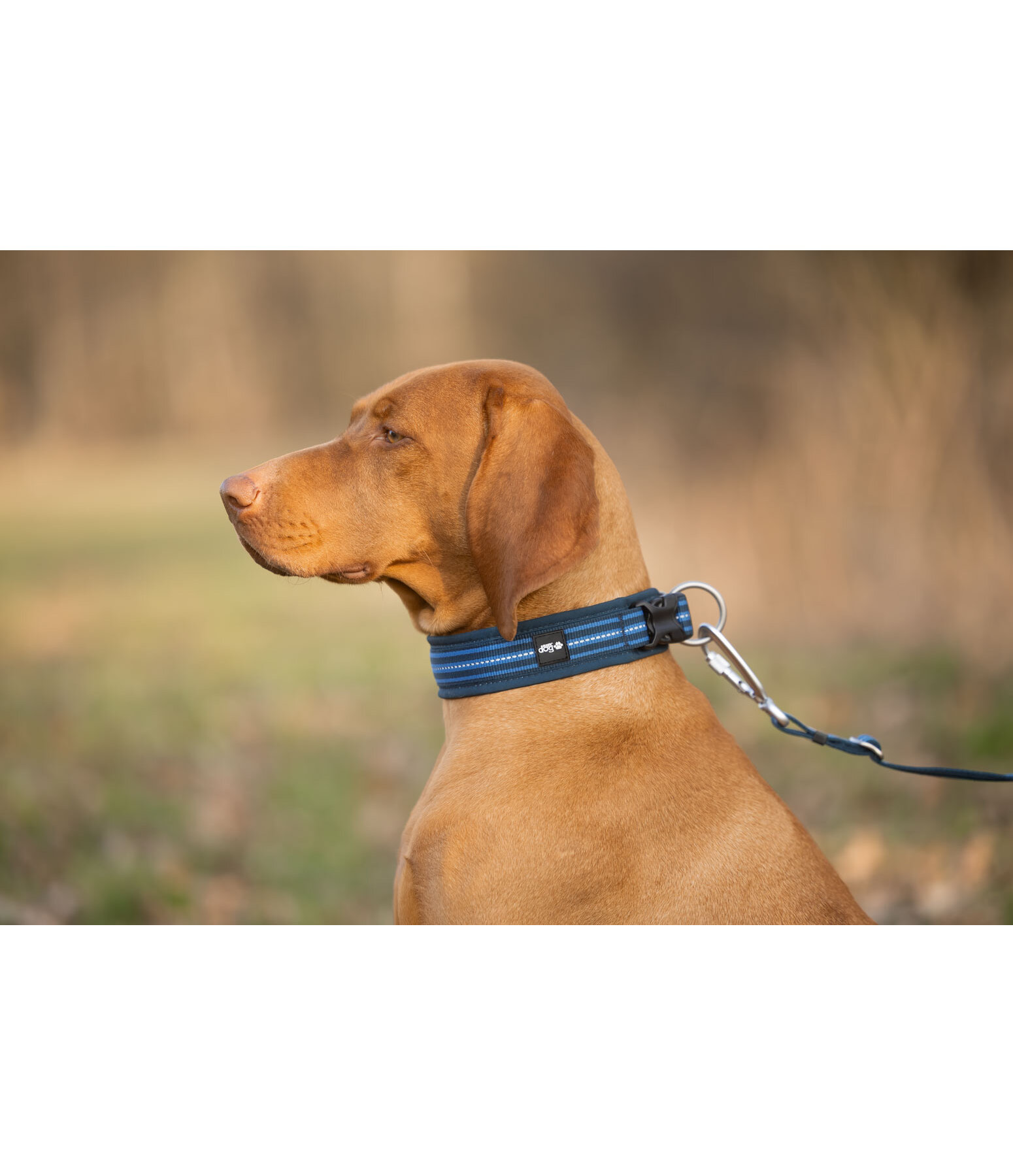 Collier pour chien  Comfort Fit