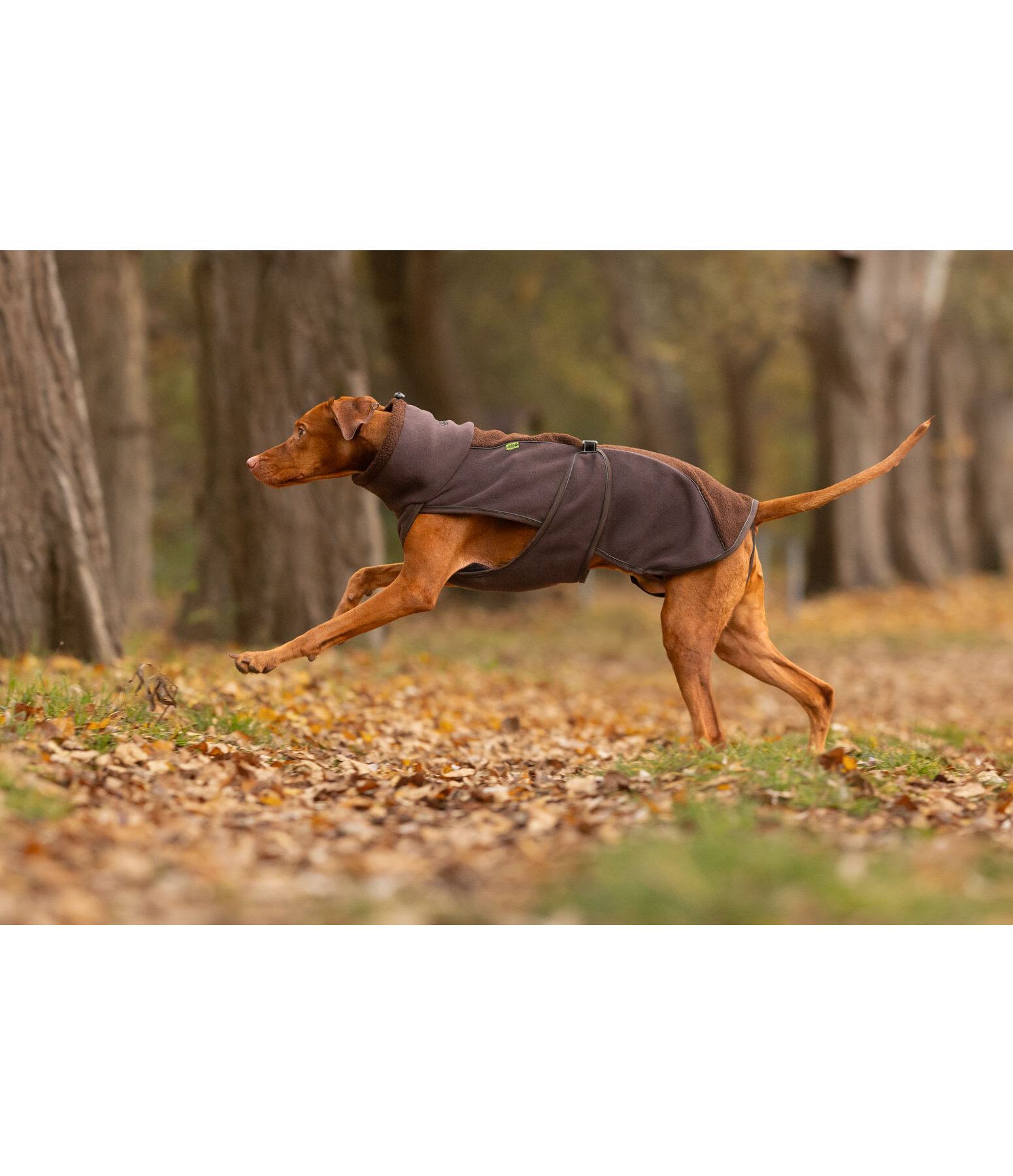 Manteau pour chien en polaire Teddy  Frido