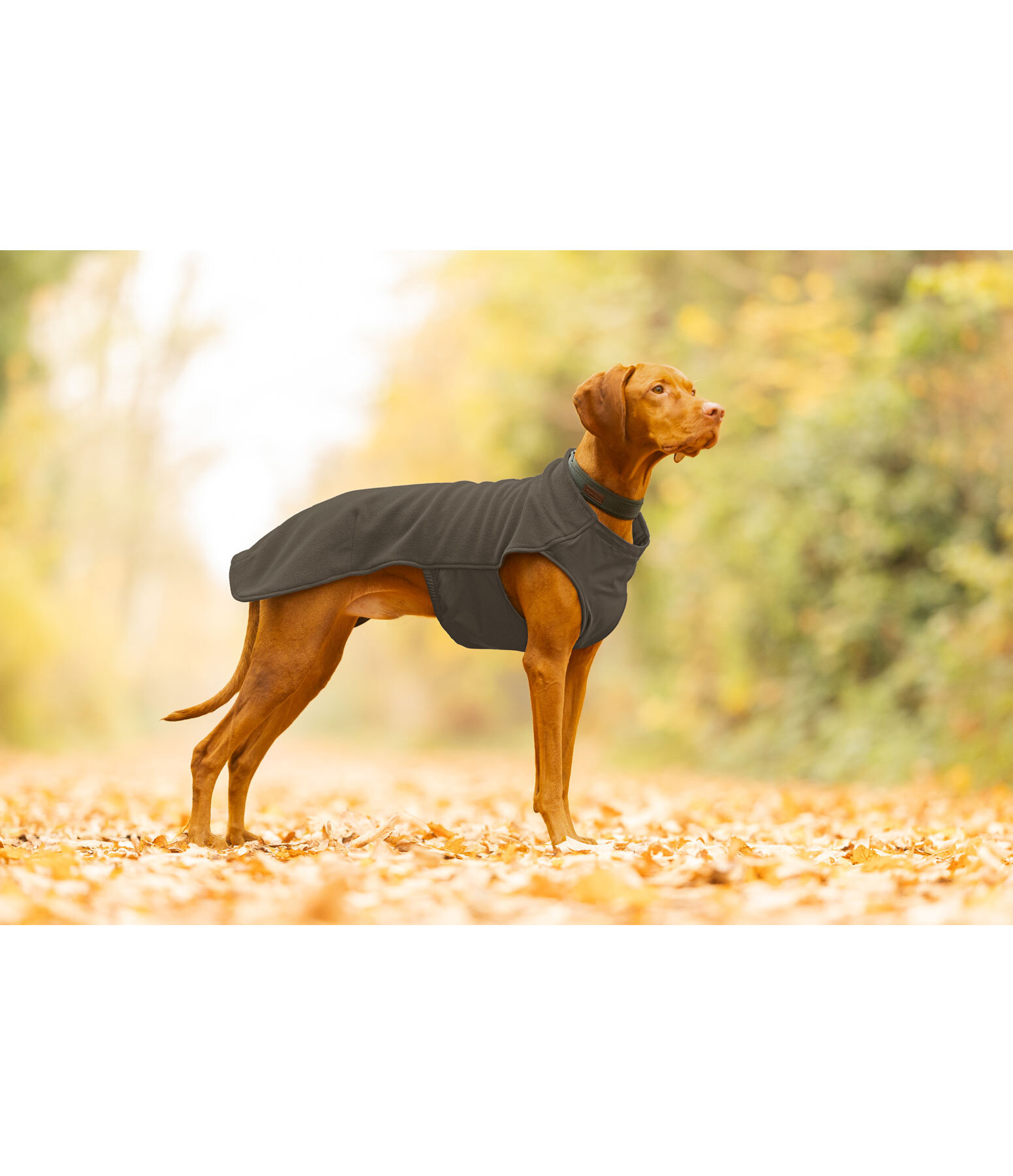Pullover polaire pour chien  Basic