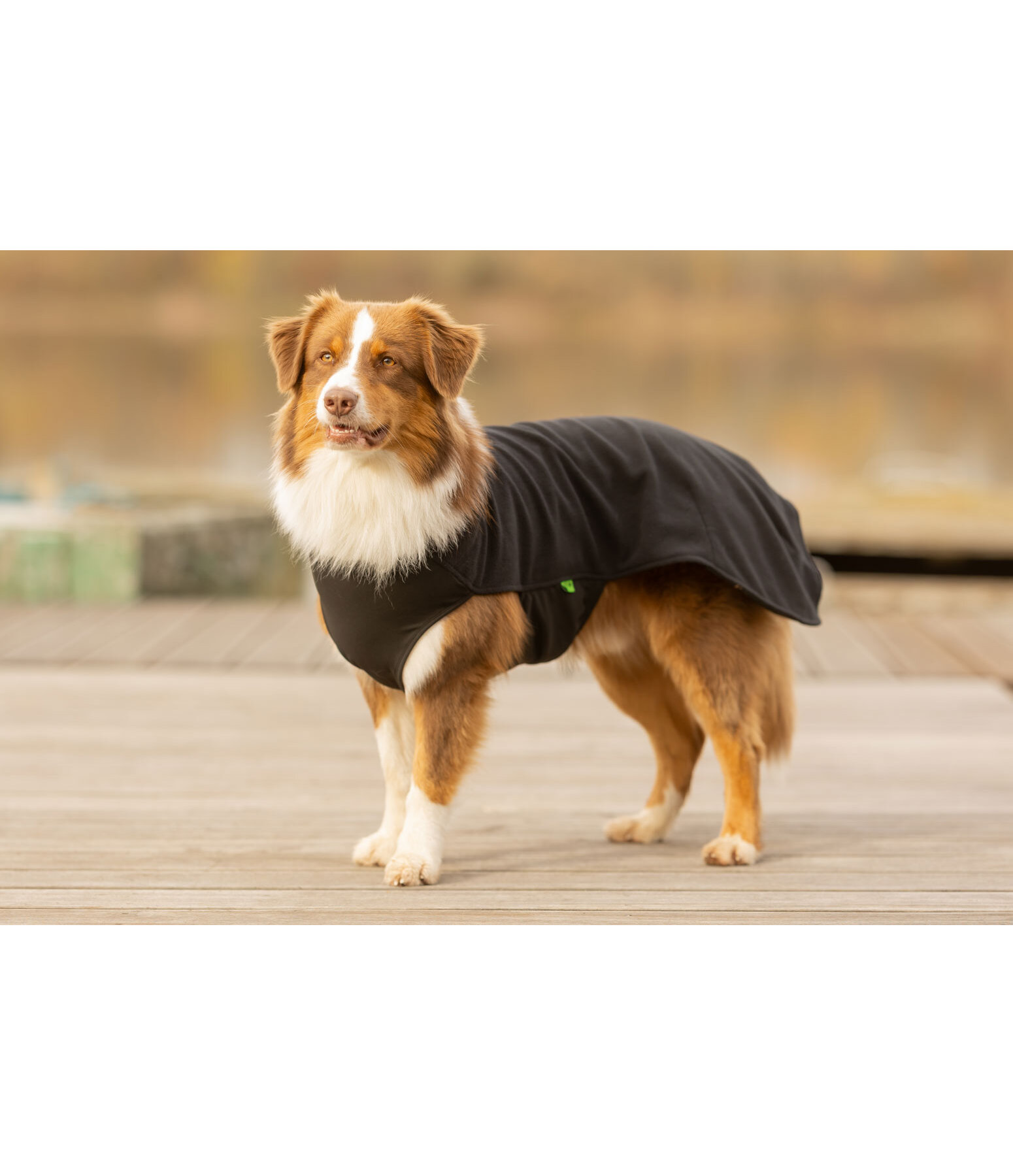 Pullover polaire pour chien  Basic