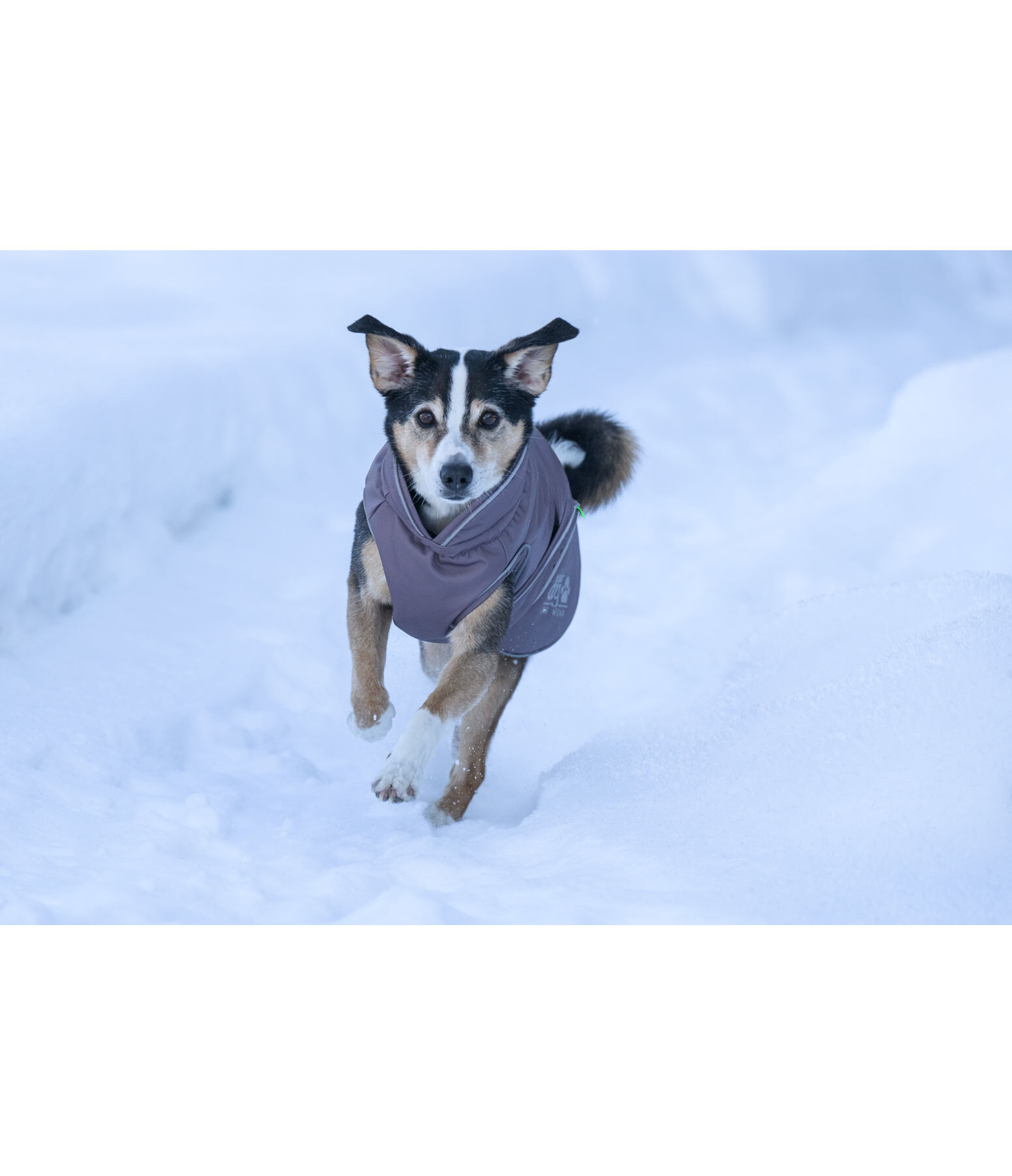 Manteau d'hiver pour chien  Archie Snow Drift, 200 g